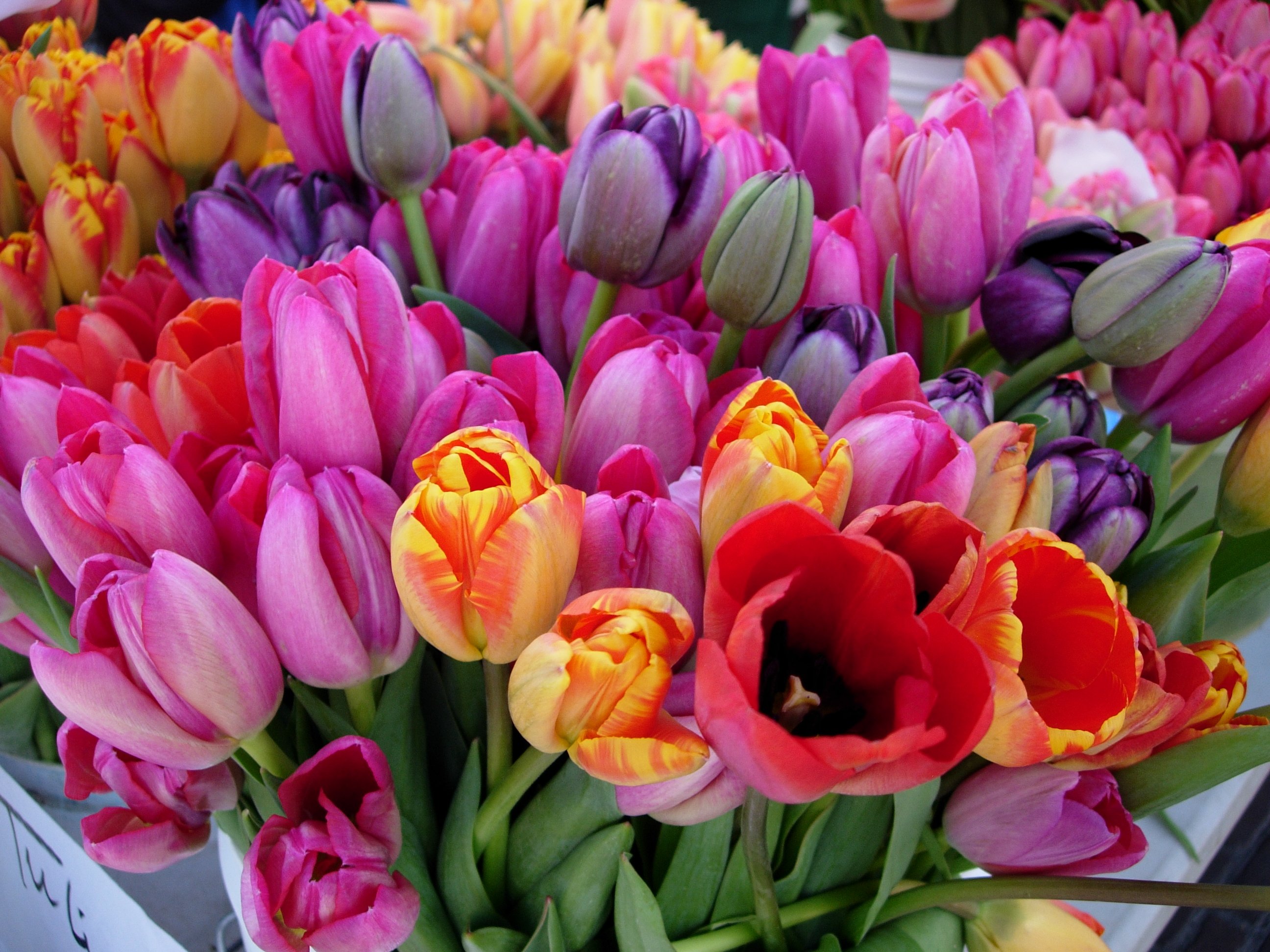 Фото тюльпанов красивые реальные. Охапка тюльпанов. Шикарные тюльпаны. Много тюльпанов. Тюльпаны разноцветные.