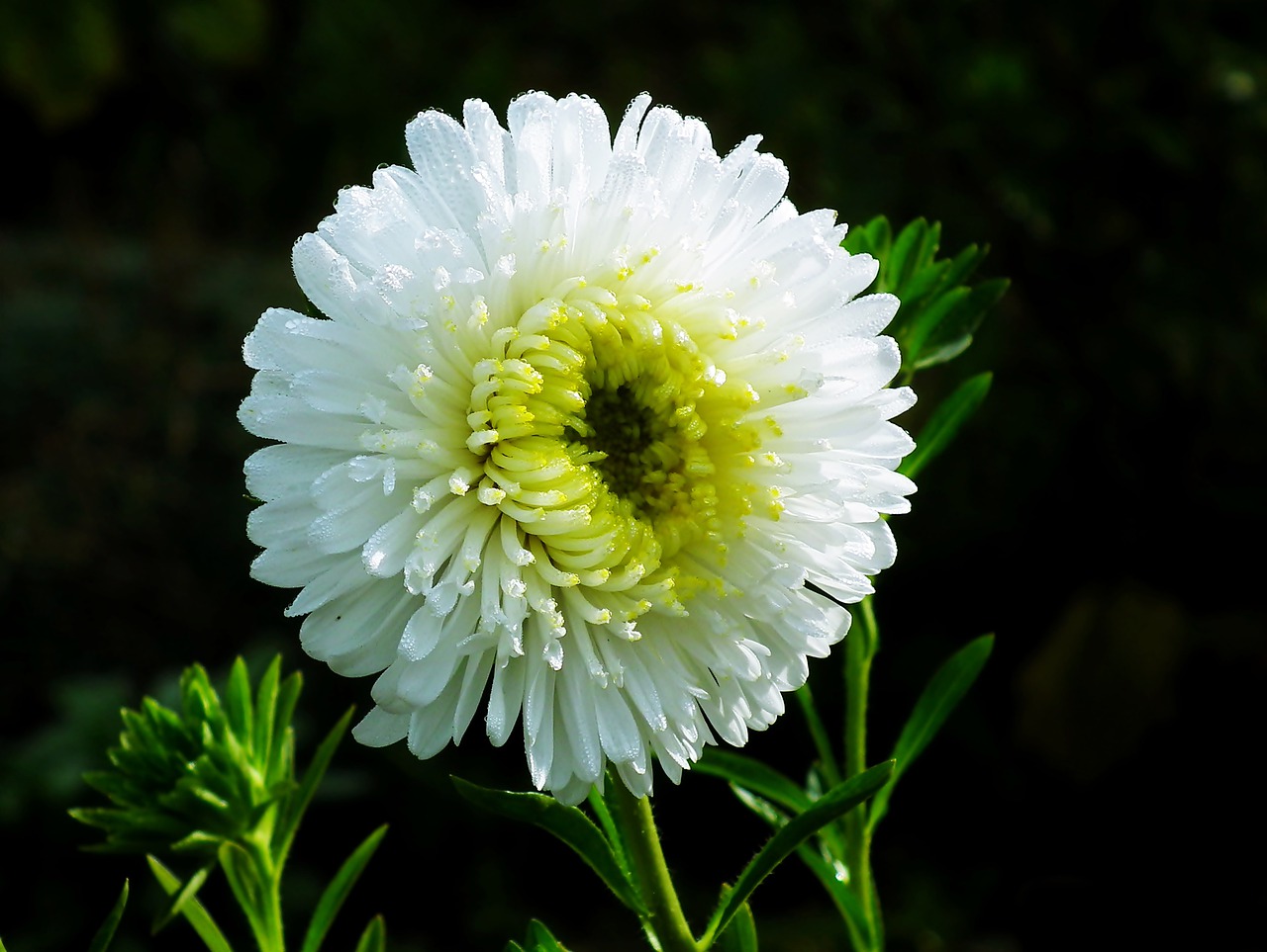 Астра белая цветок