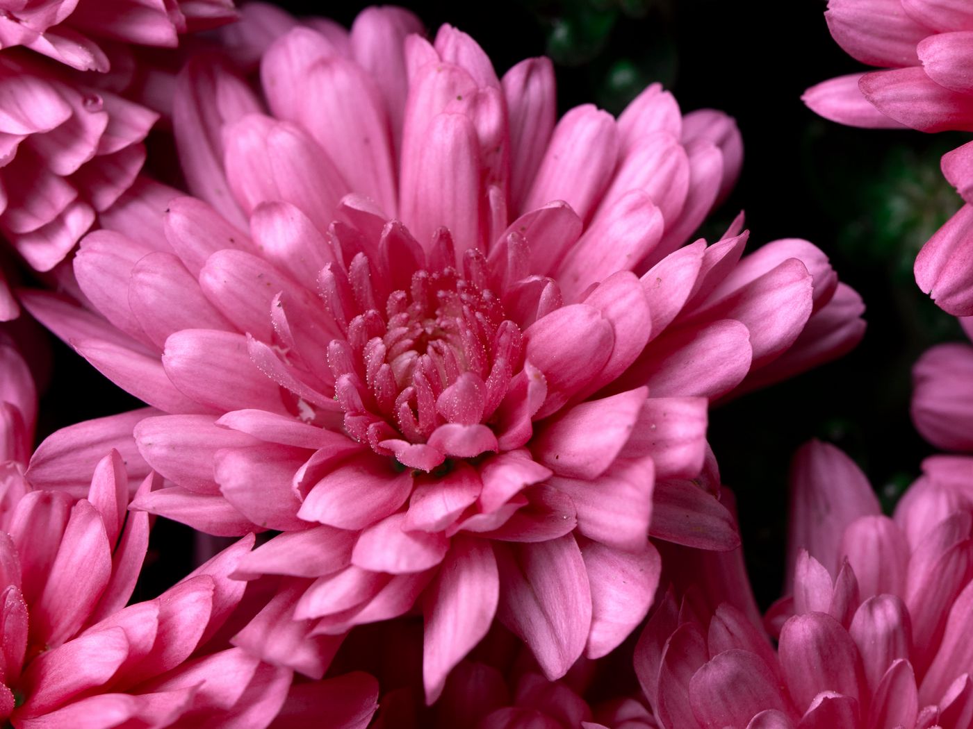 Хризантема Лейси Пинк цветок