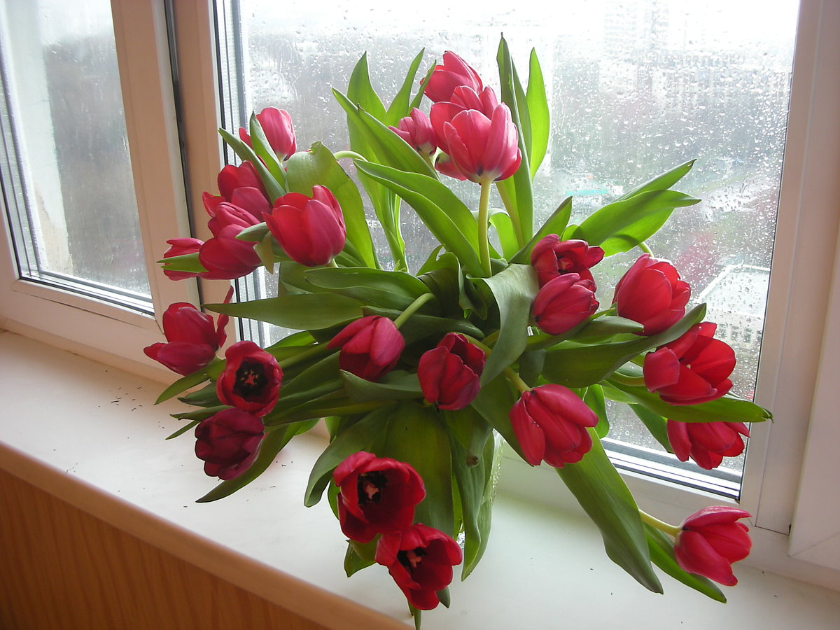 Тюльпаны дома в вазе фото дома