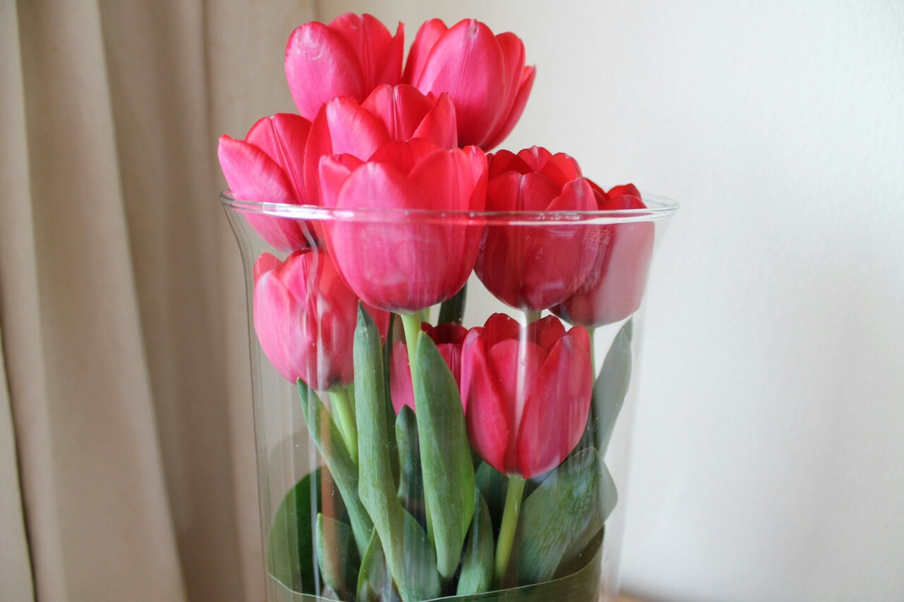 Ярко розовые тюльпаны в вазе