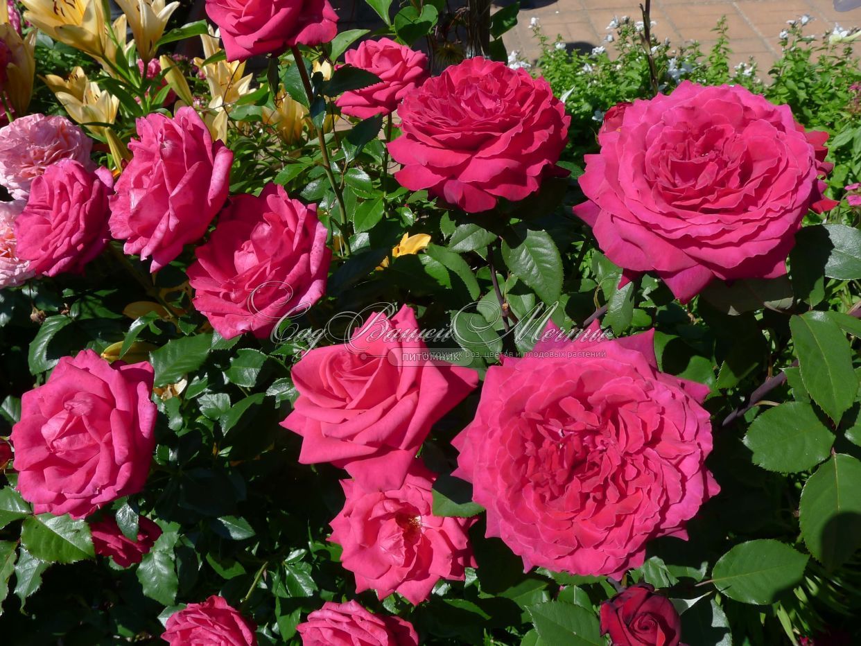Роза чайно-гибридная (Rosa Botero) Окс