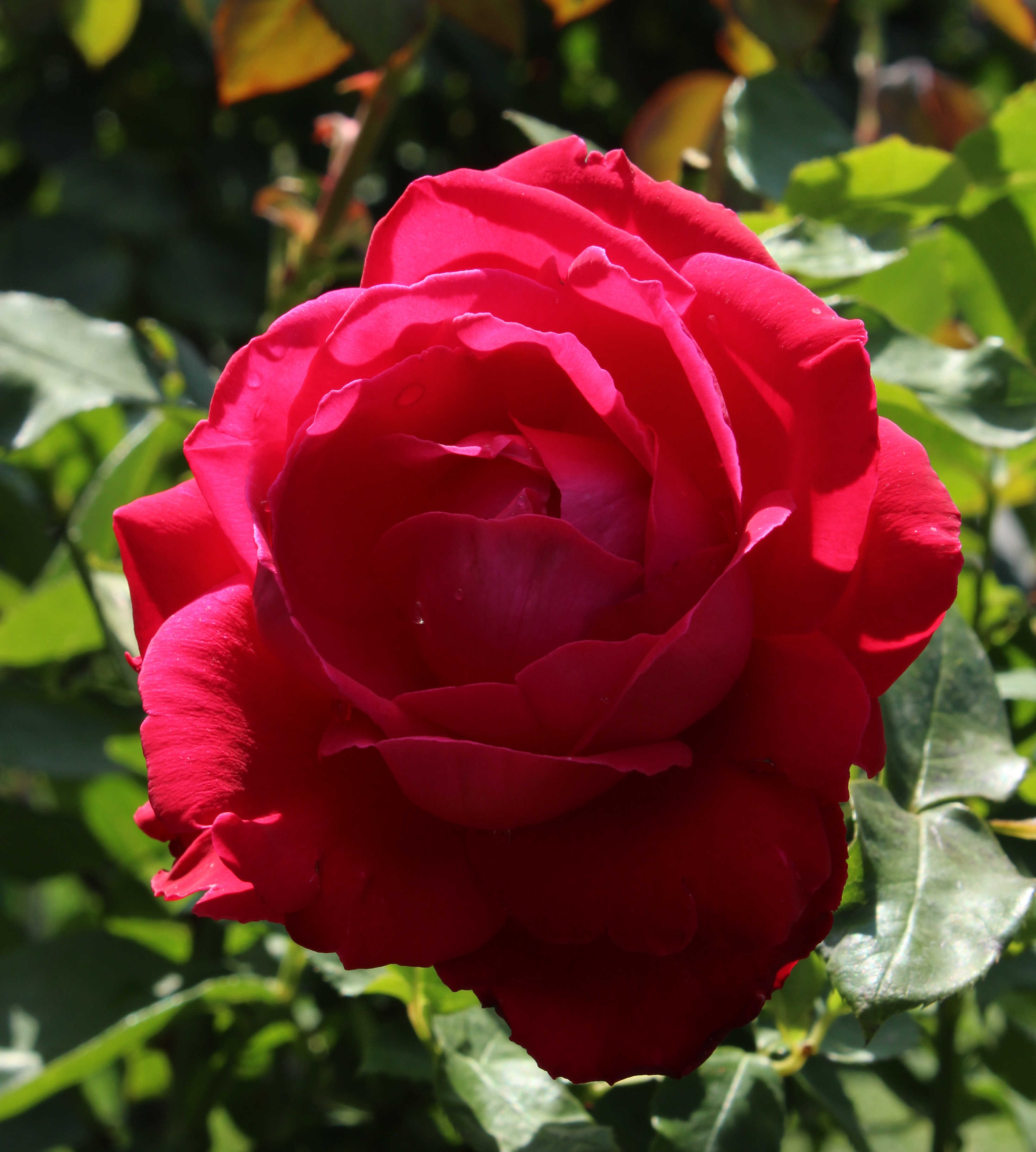 Роза чайно-гибридная Травиата