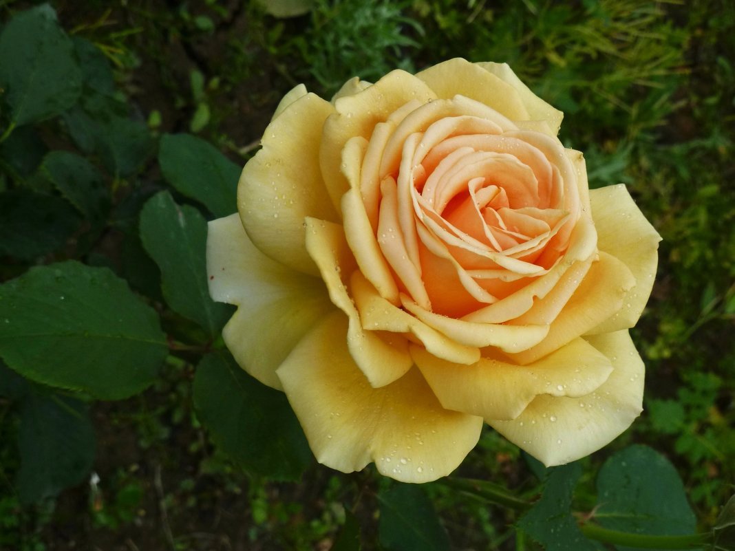 роза родос описание сорта