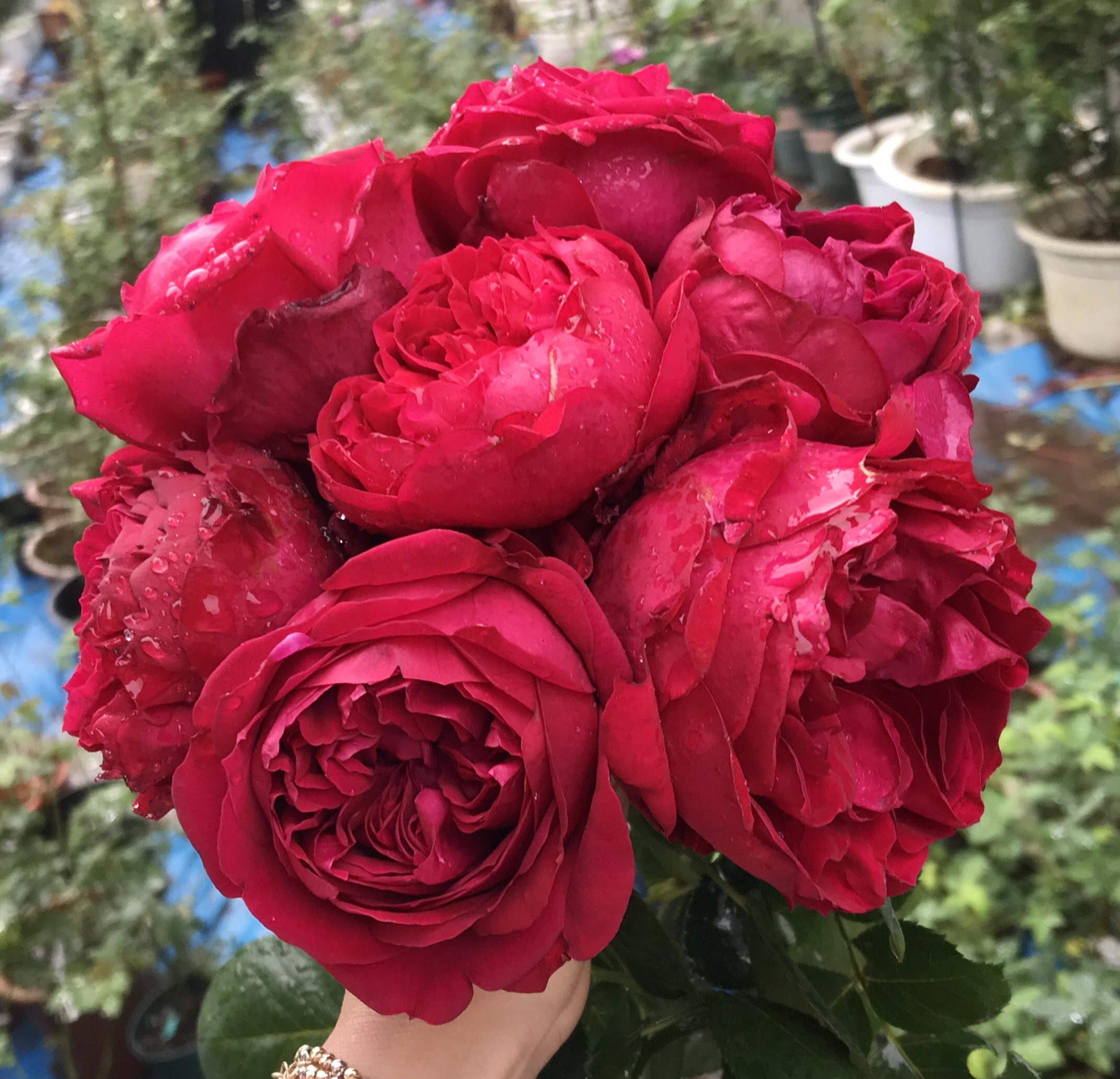 Роза Парковая Рубин Руж