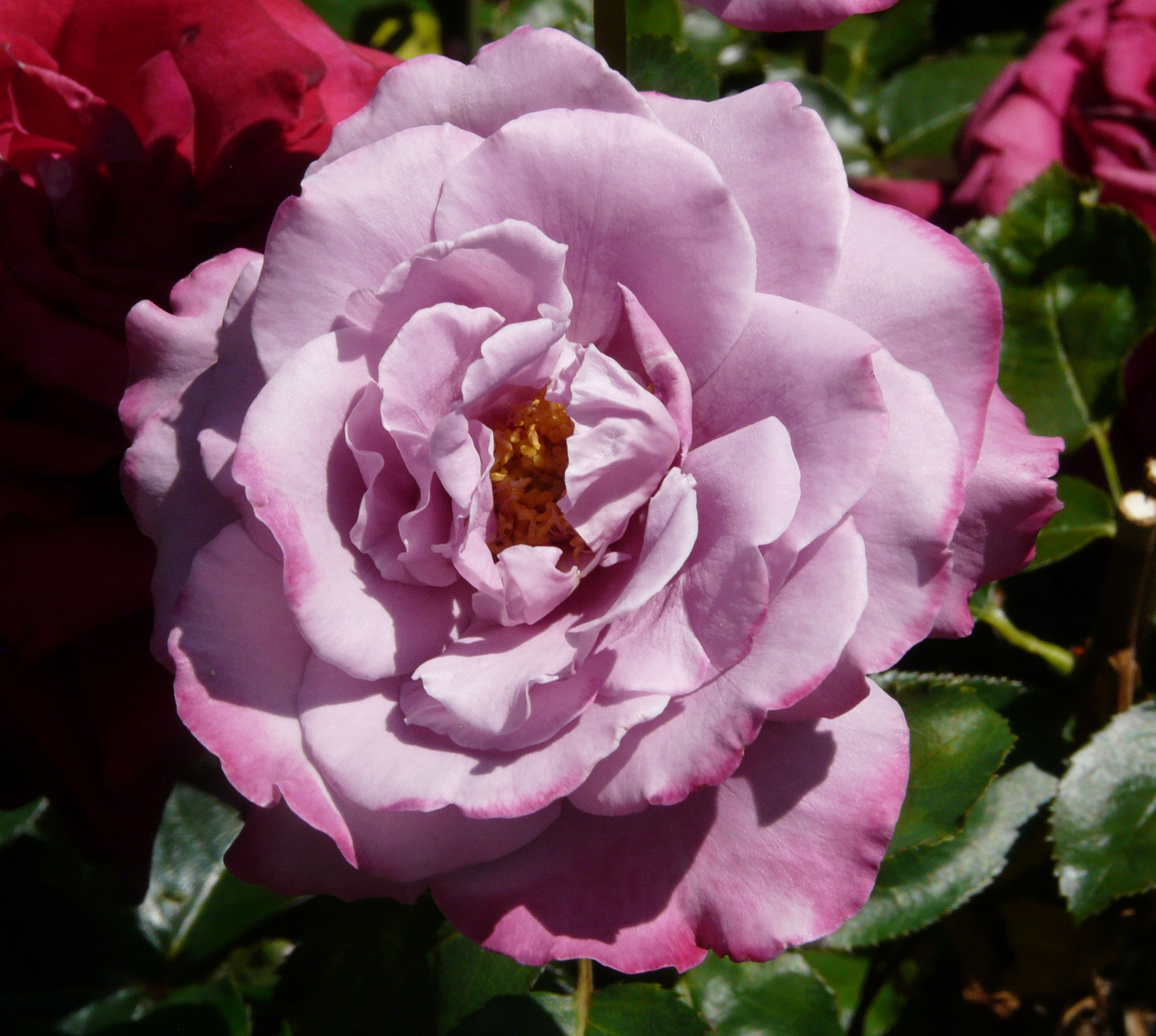 Роза чайно-гибридная аметист (Ametista)