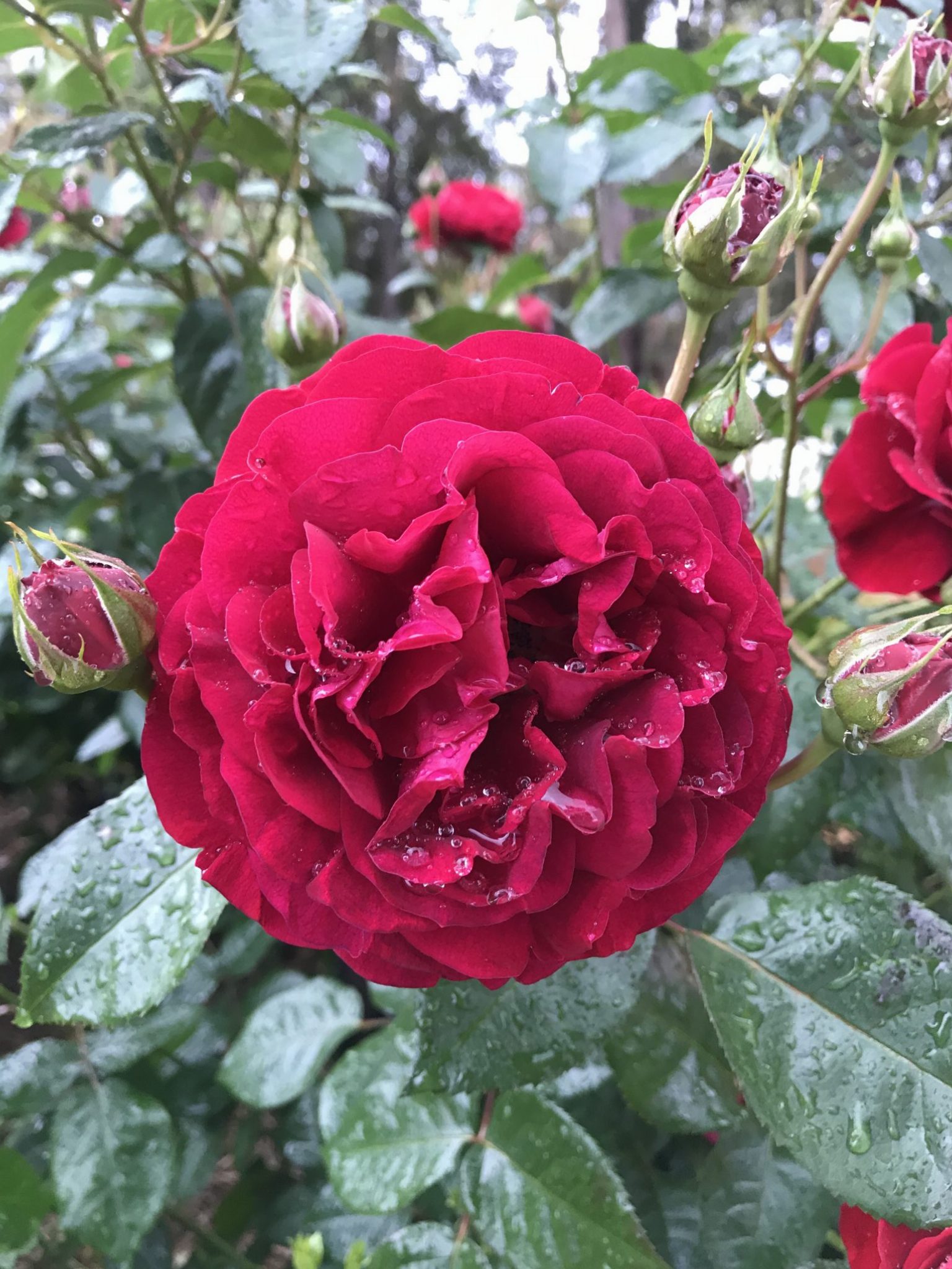 Роза флорибунда Bordeaux (бордо)
