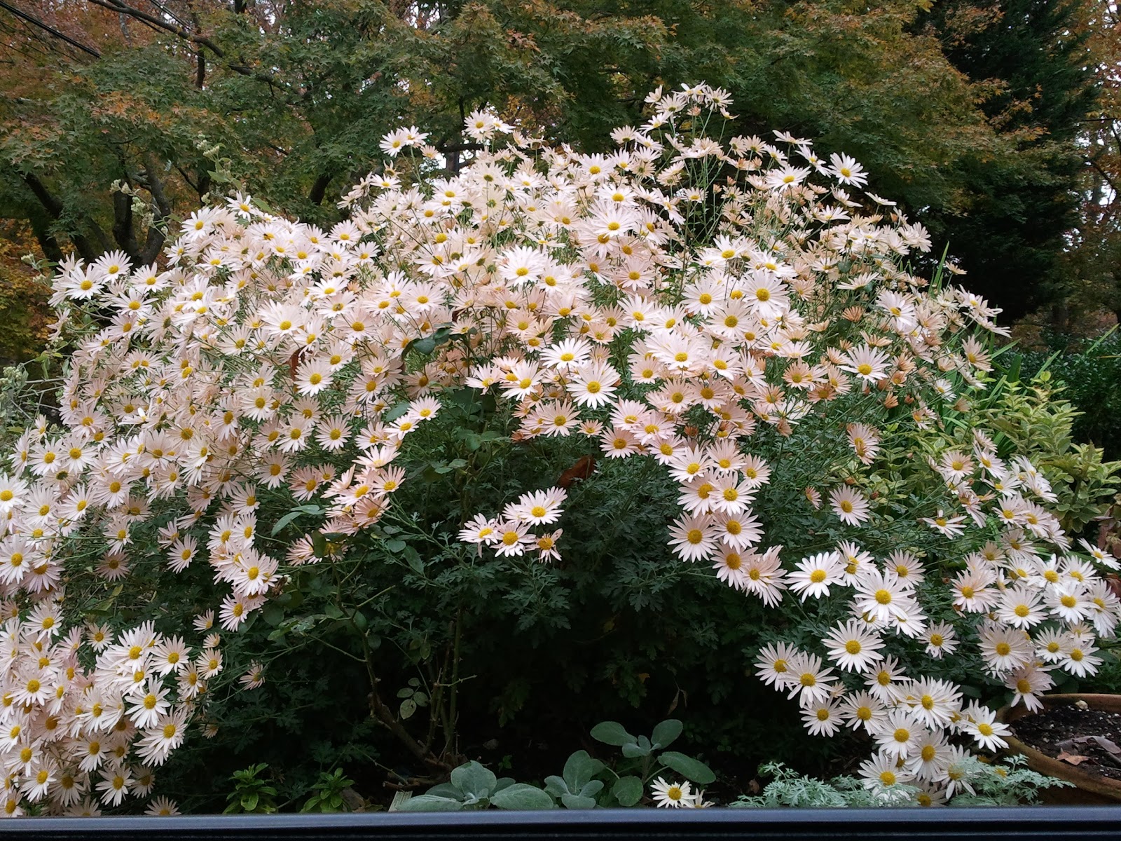 Хризантема корейская бархатная осень Аэлита