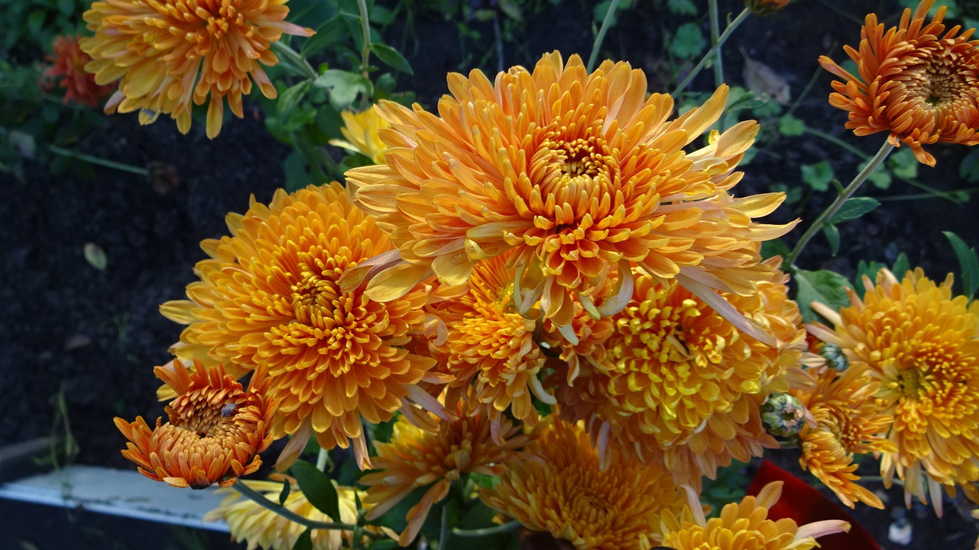 Хризантема чудесница фото и описание