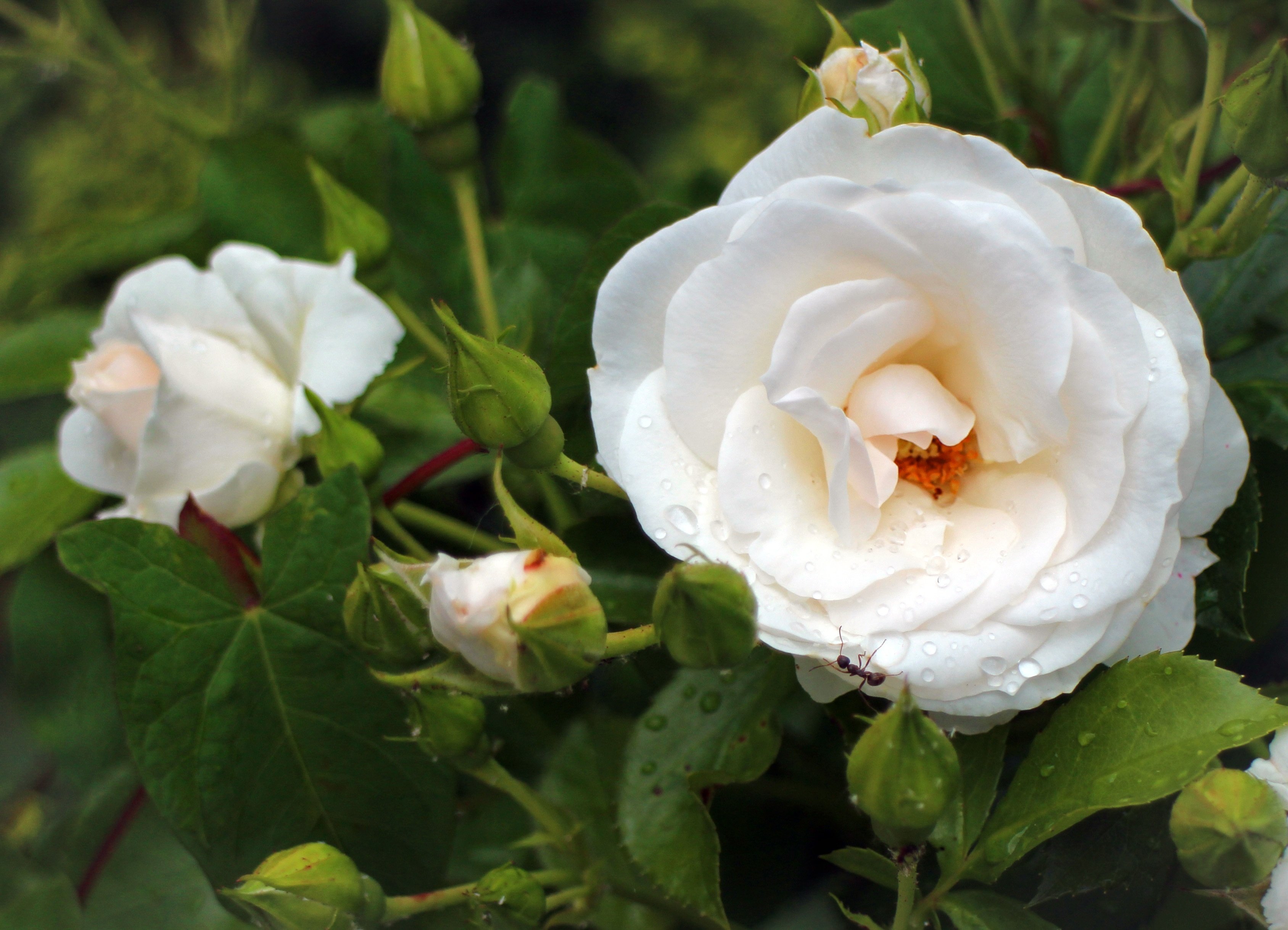 Роза флорибунда белая