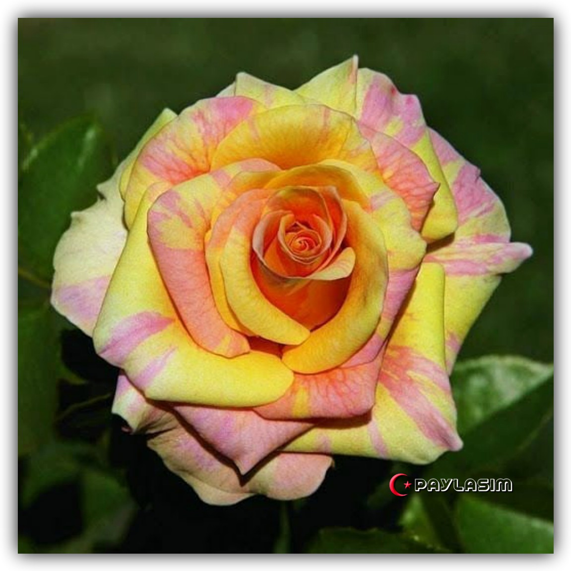 Роза Royal Yellow