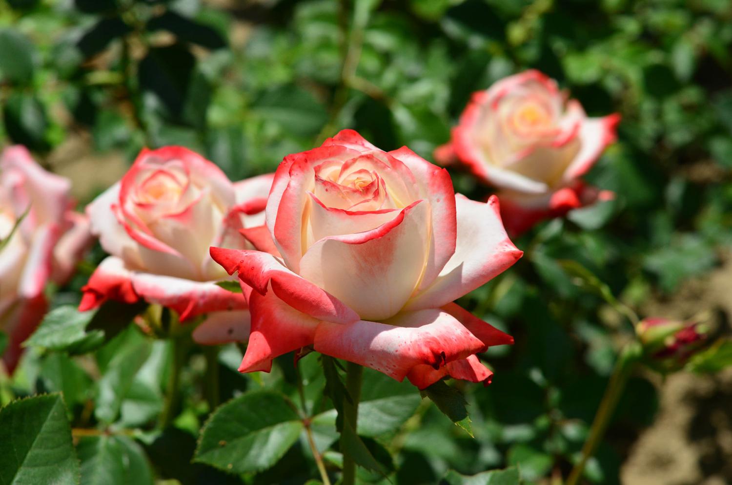 Саженцы роза чайно-гибридная Императрица фарах НК (с2)