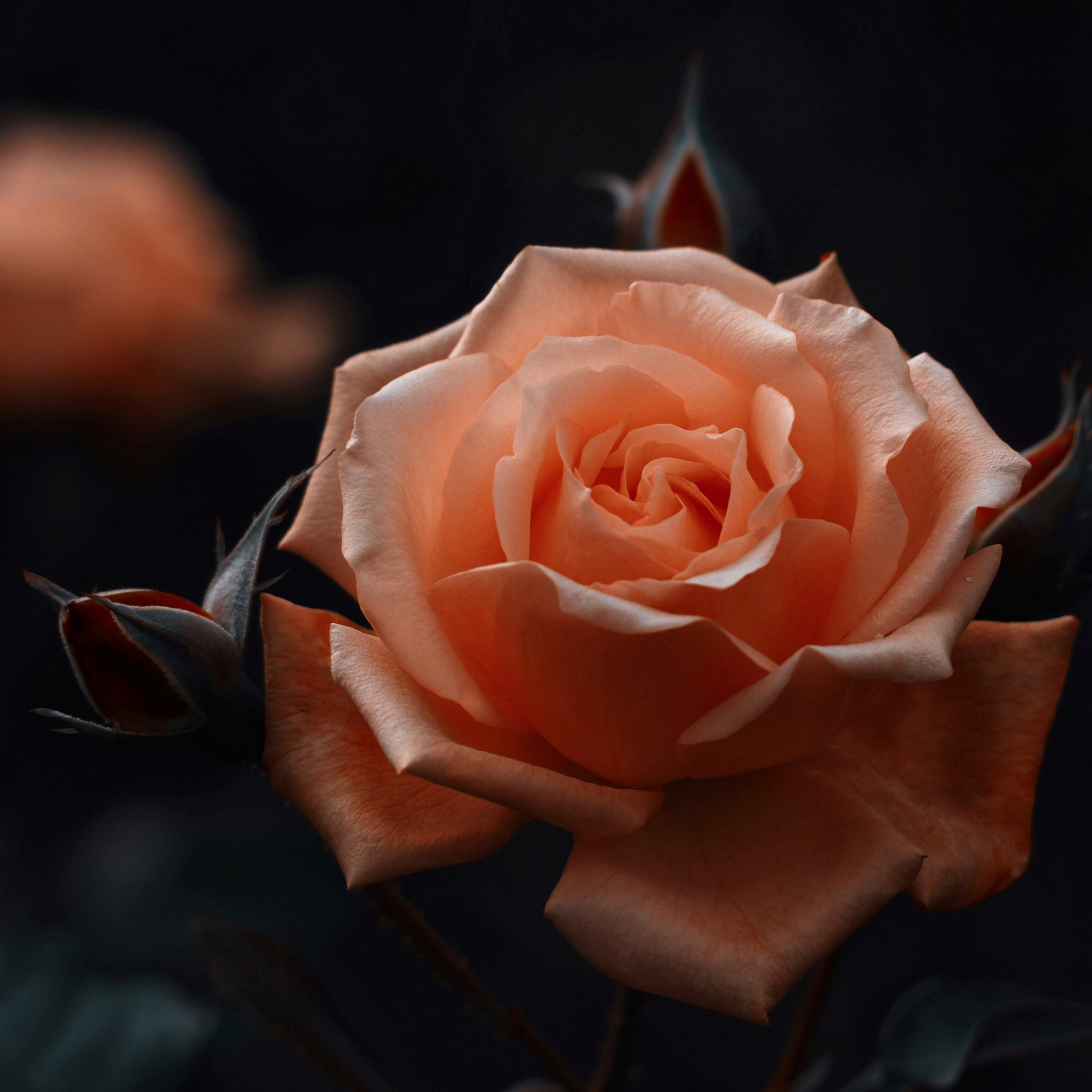 Чайная роза на темном фоне