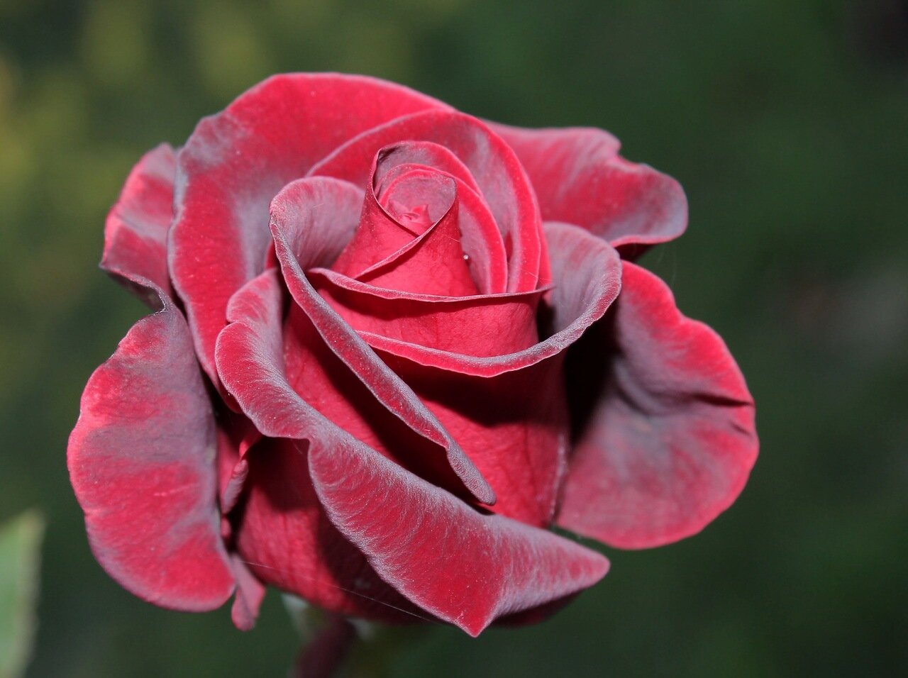 Ред Париж роза чайно-гибридная