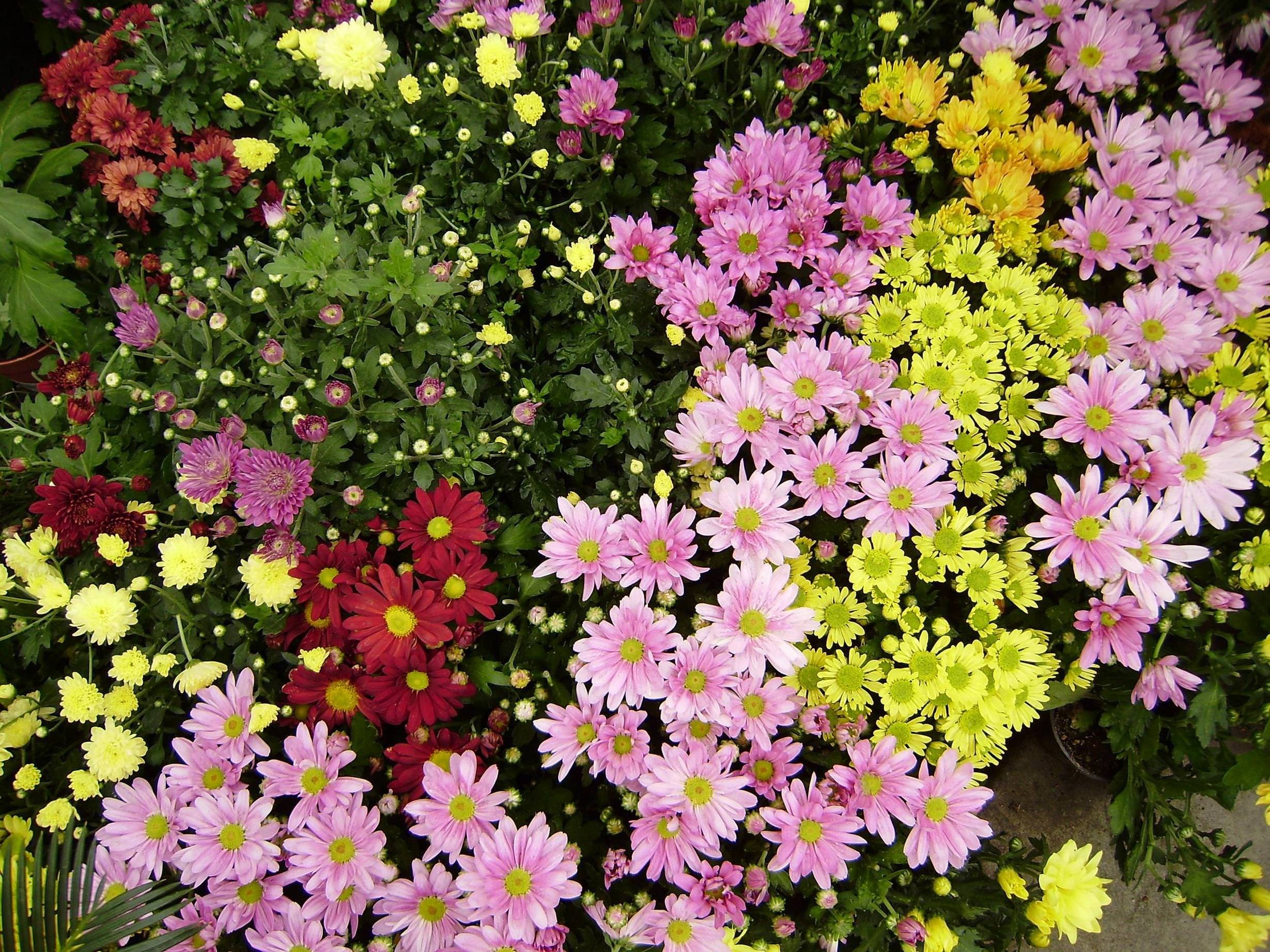 хризантемы мелкоцветковые низкорослые фото