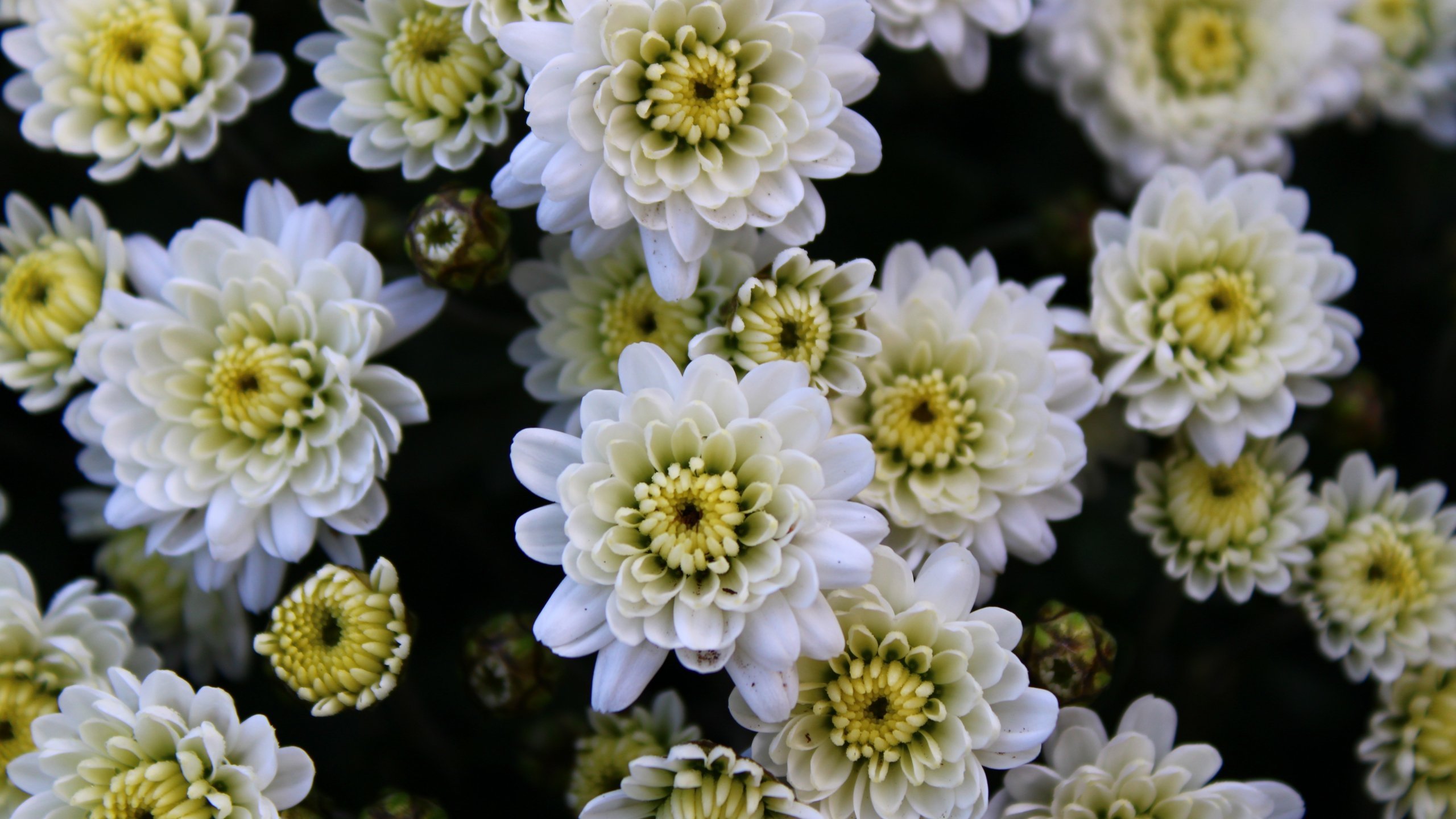 Почвопокровная хризантема фото и описание