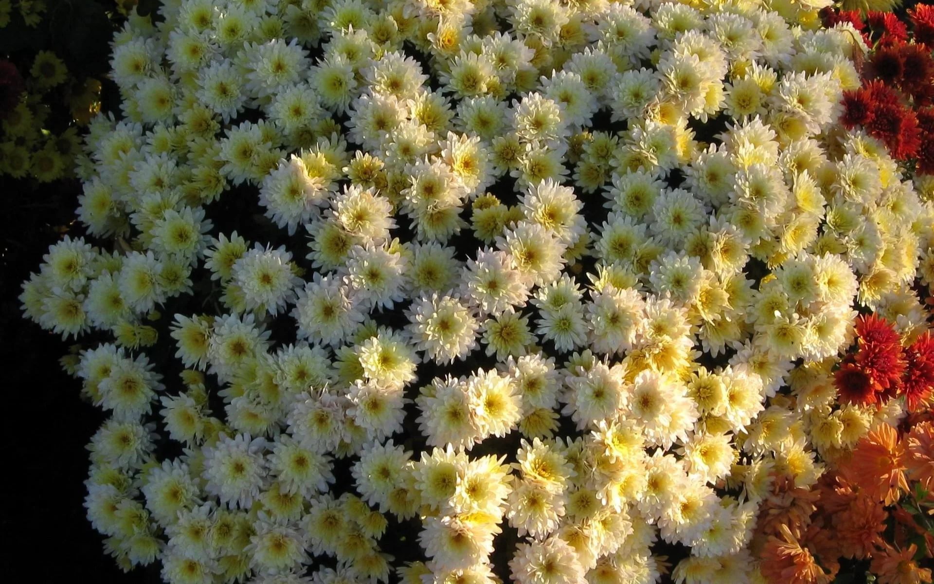 Почвопокровная хризантема фото и описание