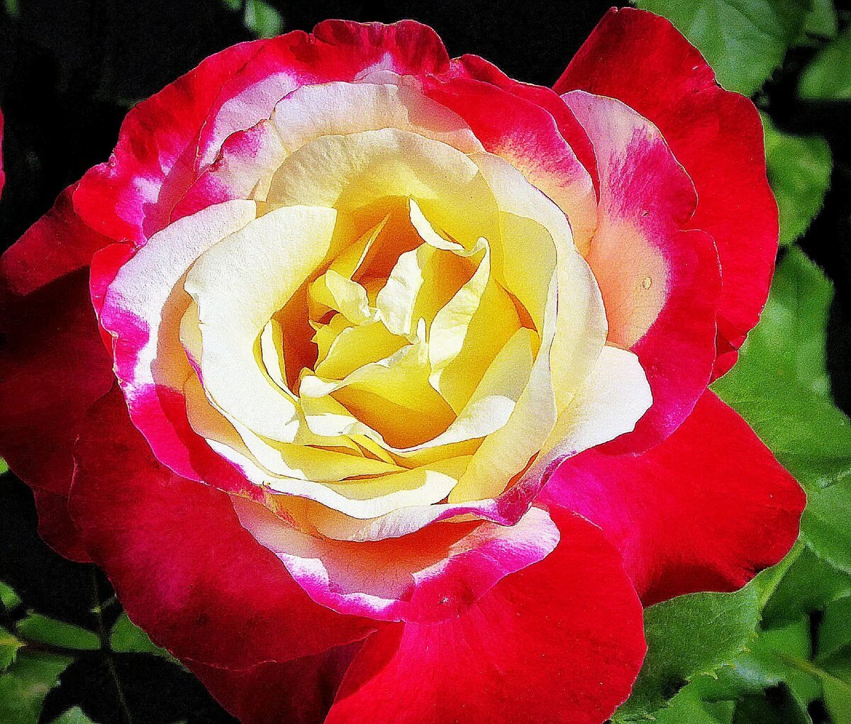 Двухцветные розы чайно гибридные сорта