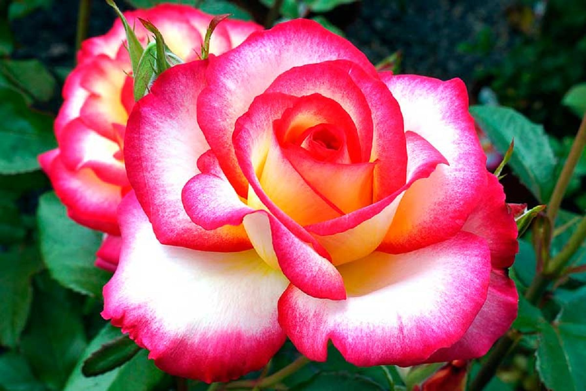 Сорта розы для сибири лучшие сорта фото