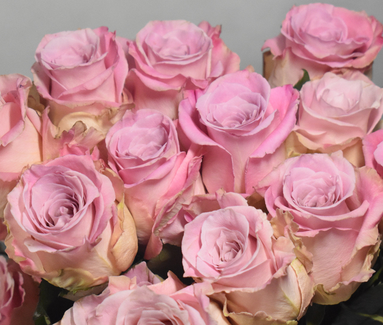 Full monty роза фото эквадор