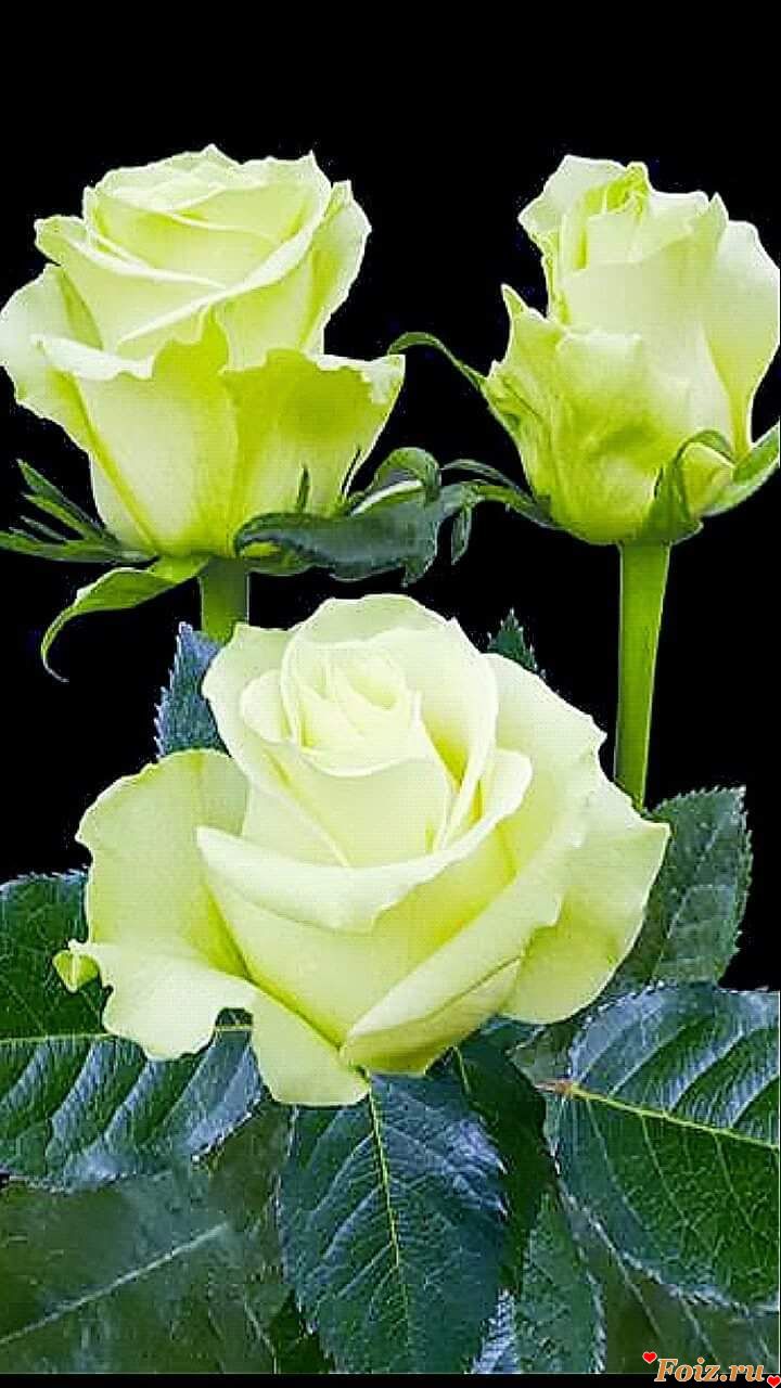 Роза чайно-гибридная Мондиаль