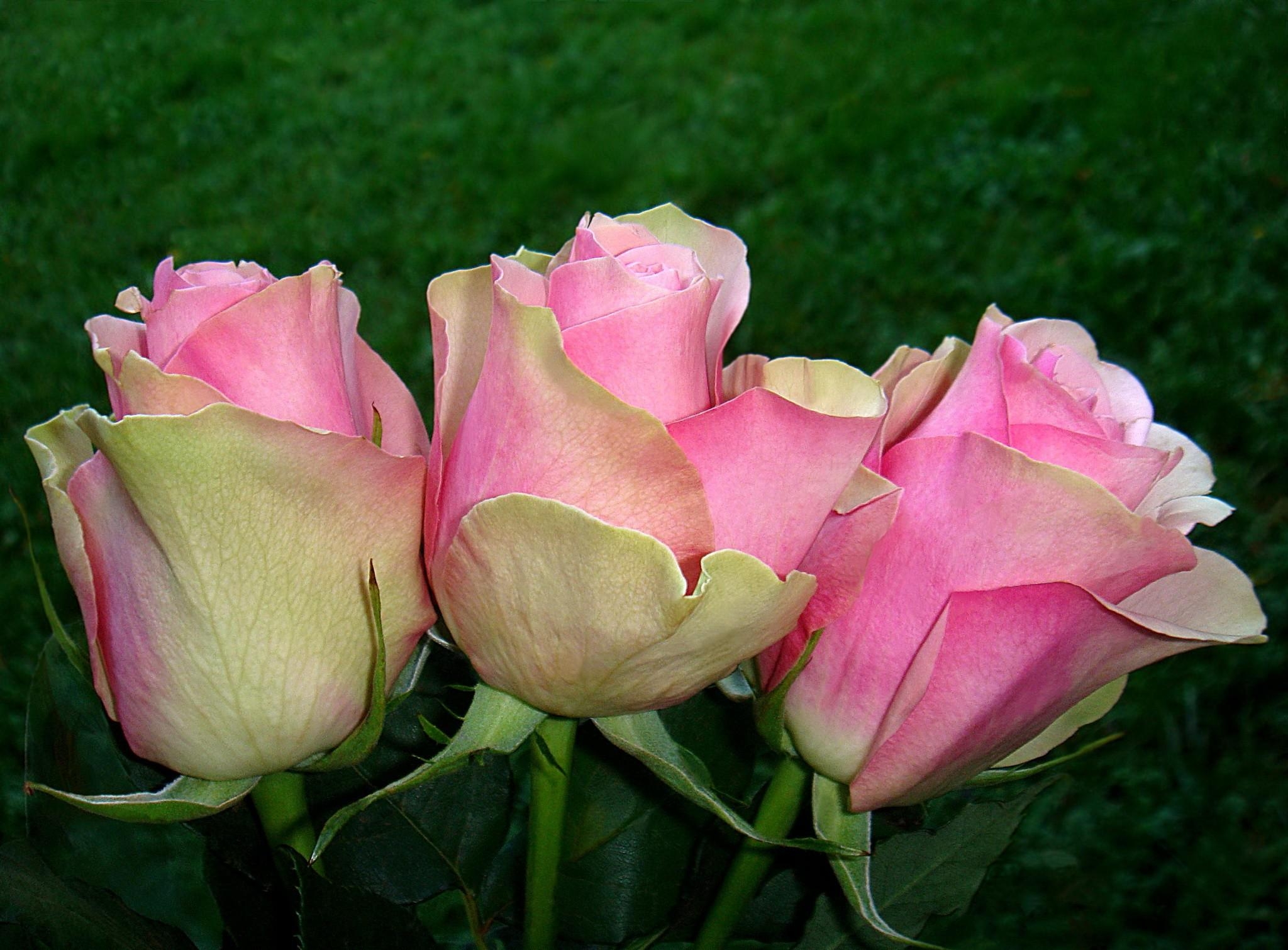 Роза белле романтика фото и описание