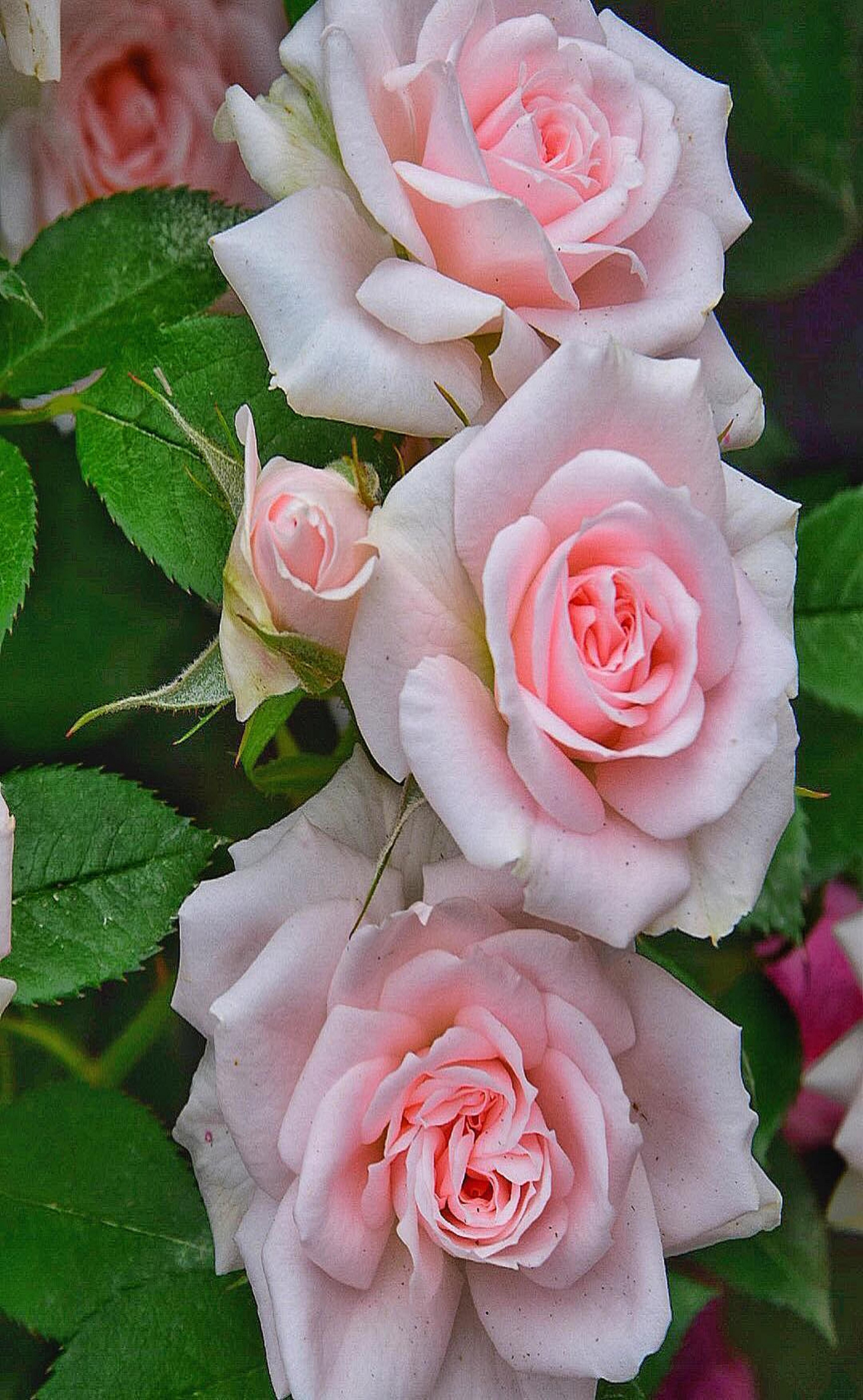 Роза Сарона цветок