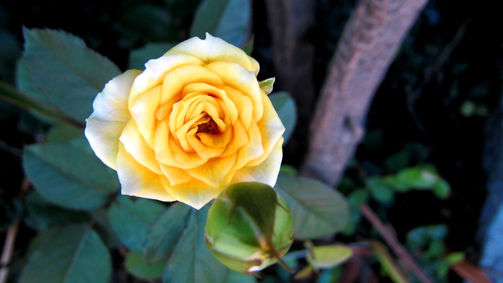 Плетистая роза голден доун фото