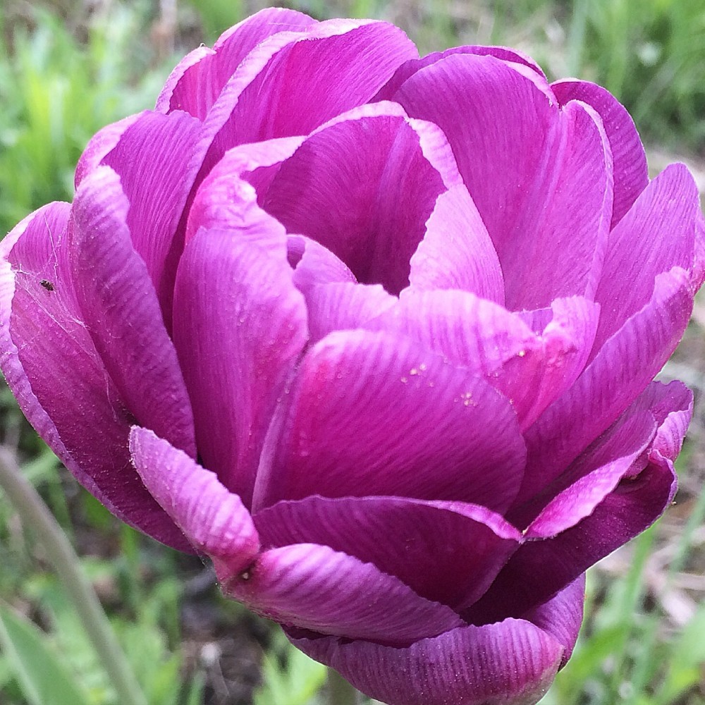 Тюльпан махровый Блю Даймонд