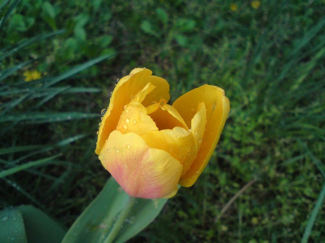 Тюльпан желтая роза фото