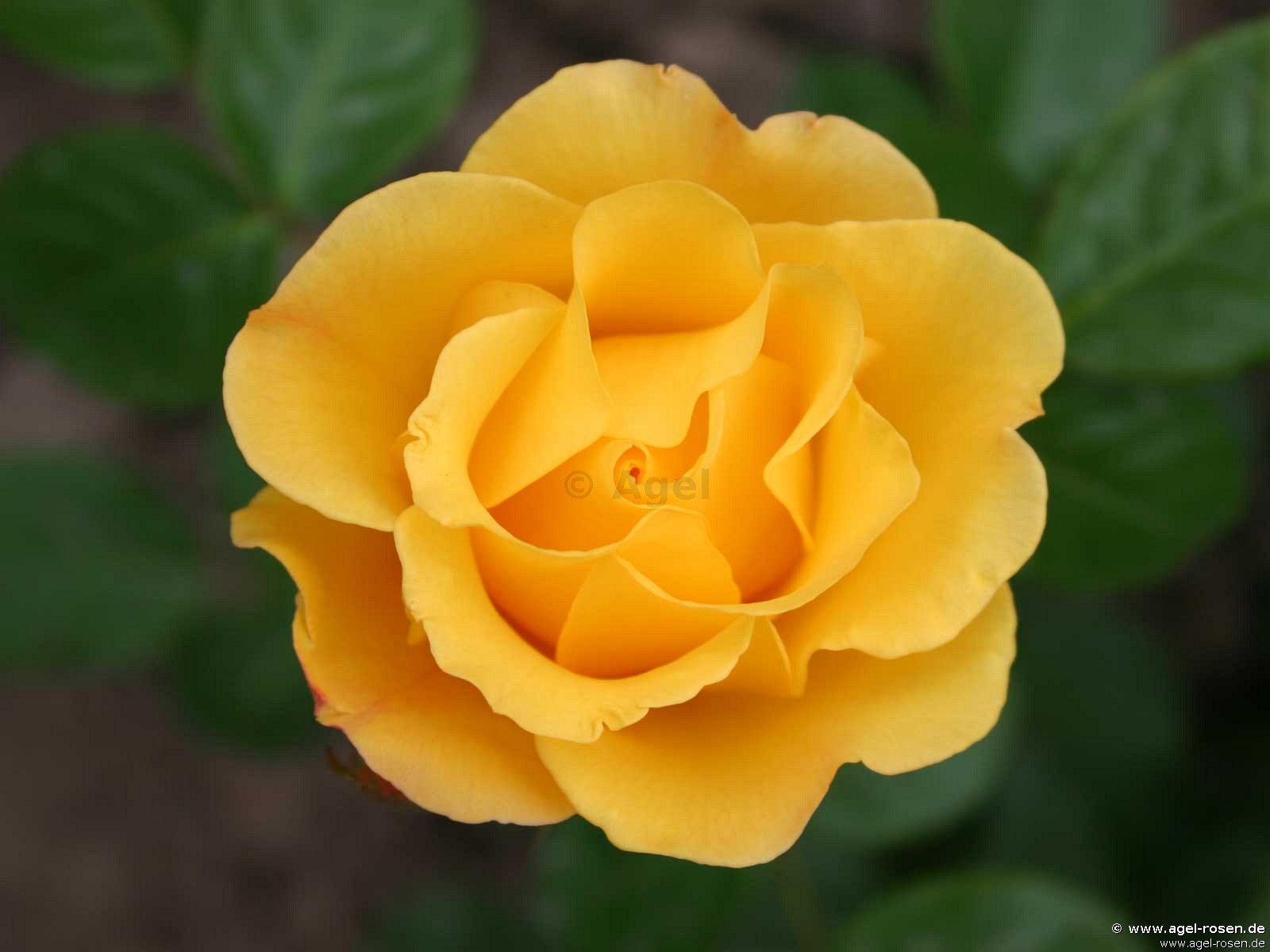 Stuttgardia роза