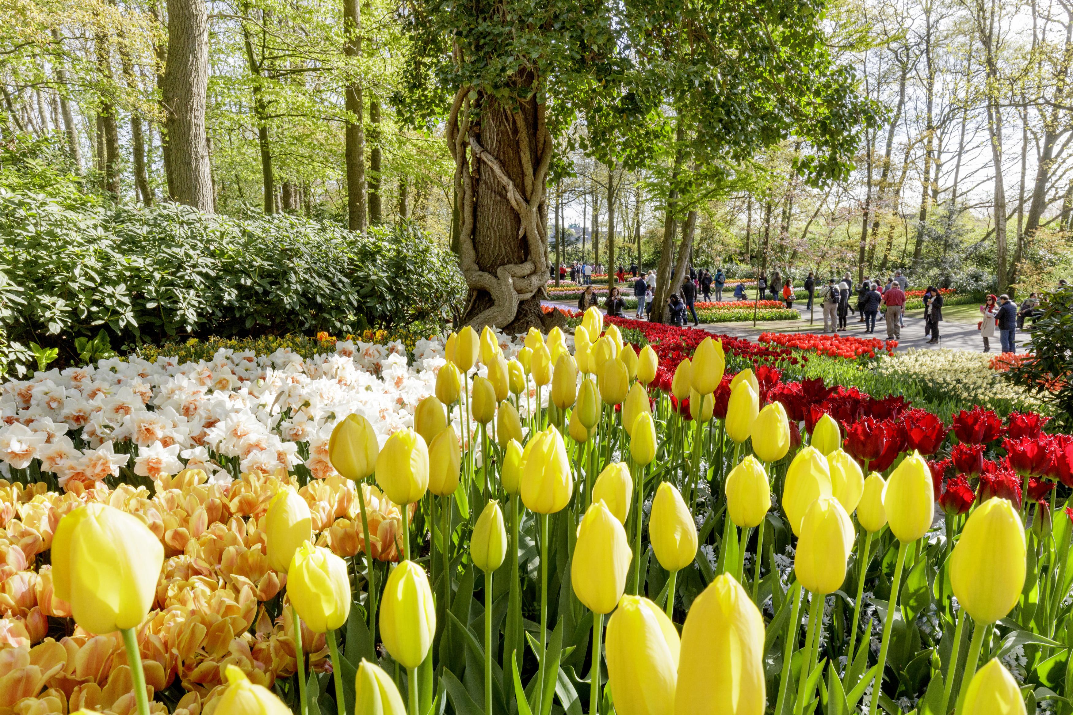 Парк цветов под Амстердамом