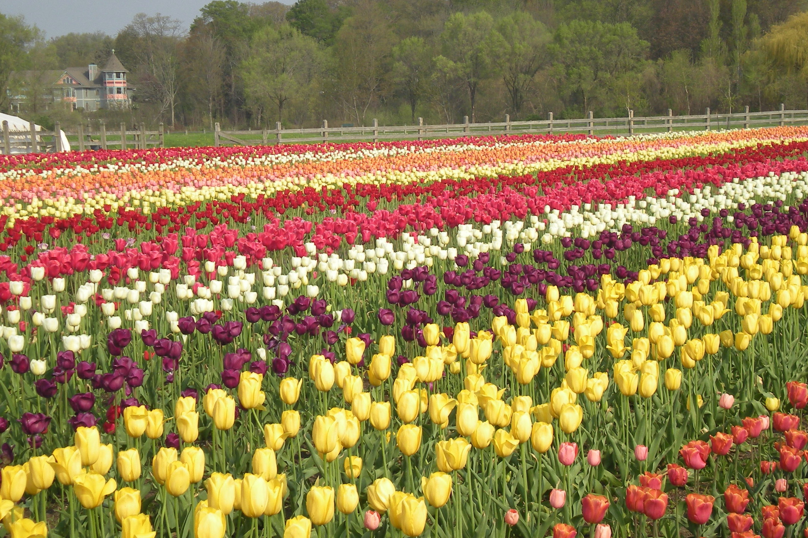 Тюльпаны Хиллегома, Голландия