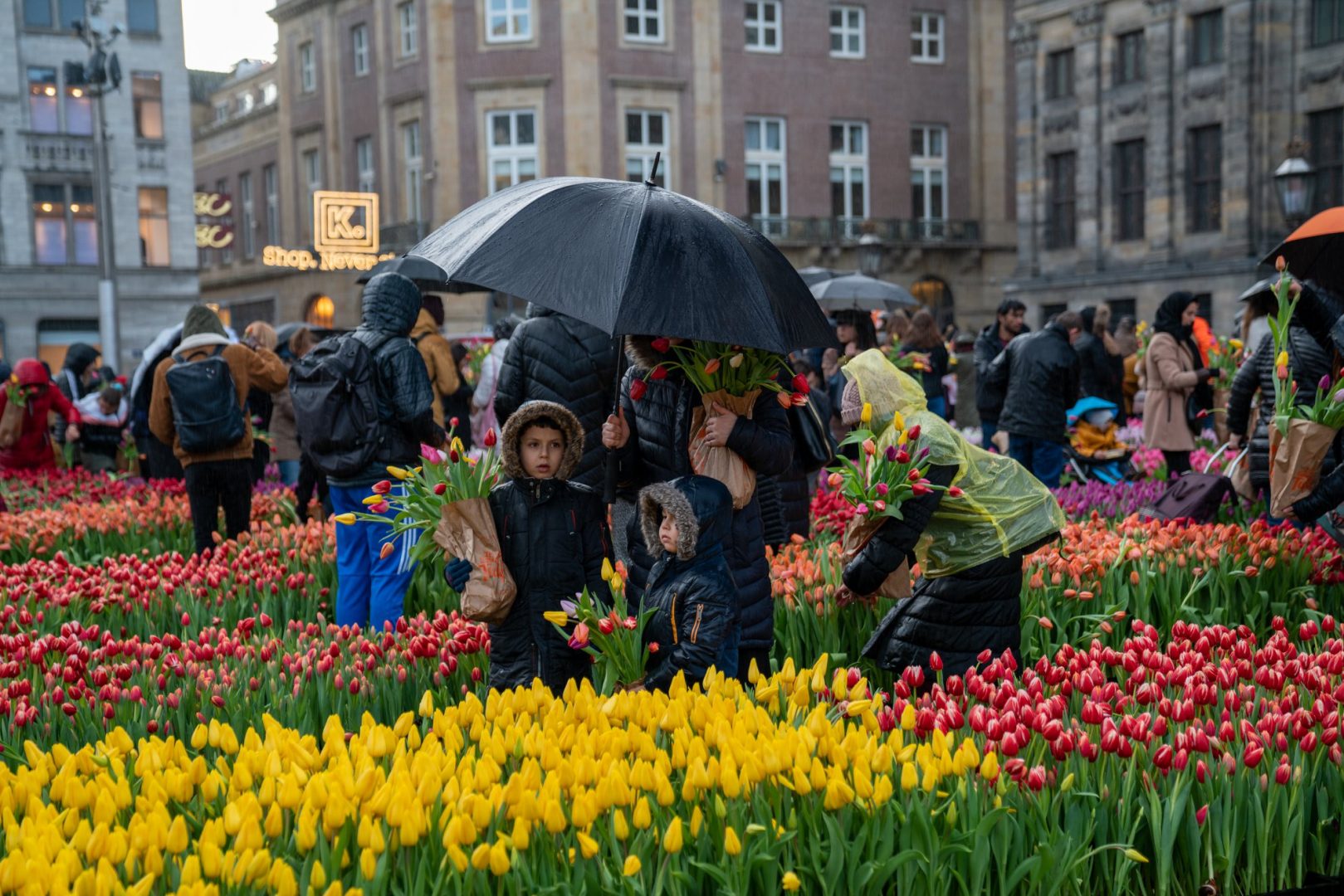 Фестиваль тюльпанов в Голландии 2020