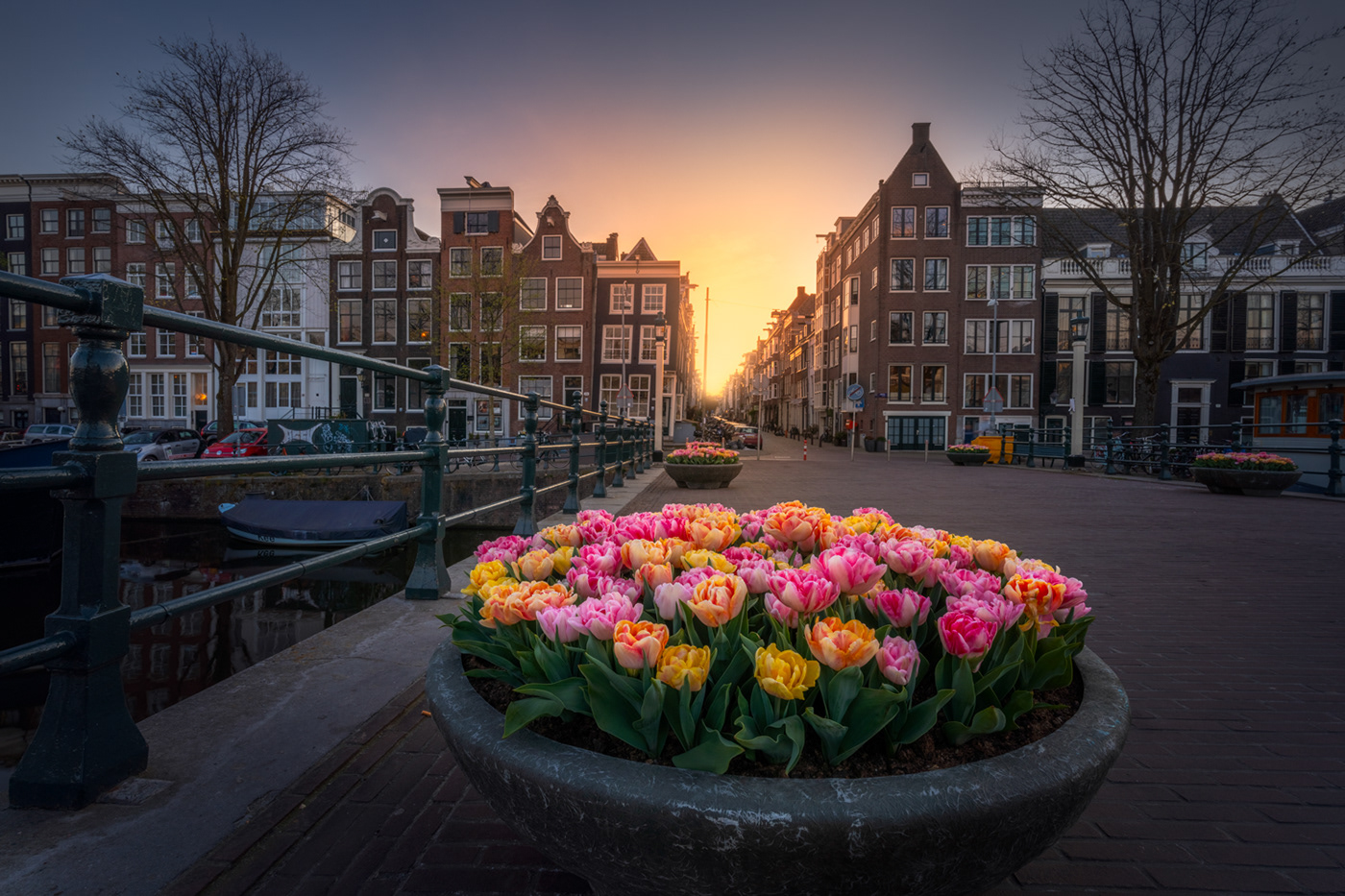 гиацинт амстердам
