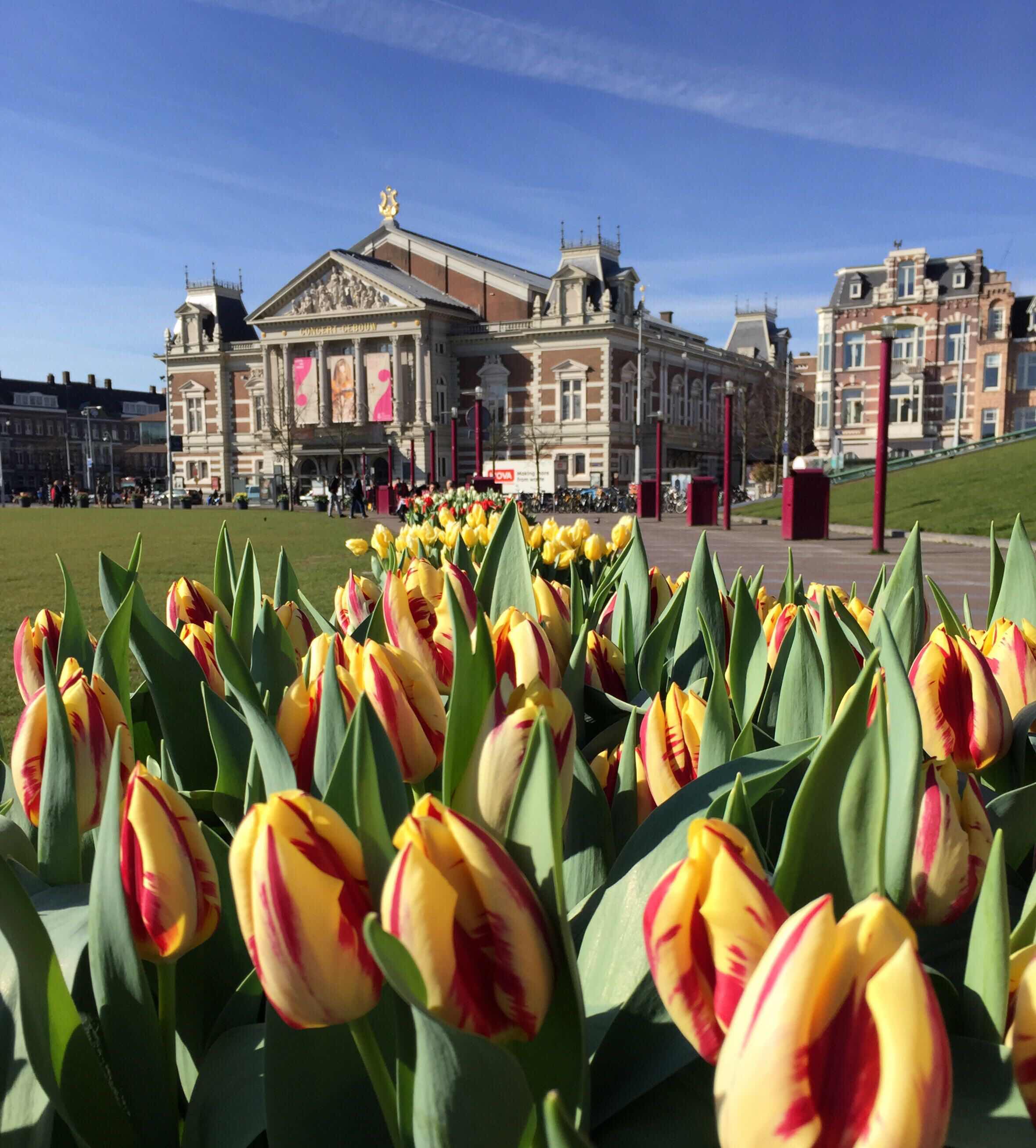 Тюльпан амстердам фото и описание