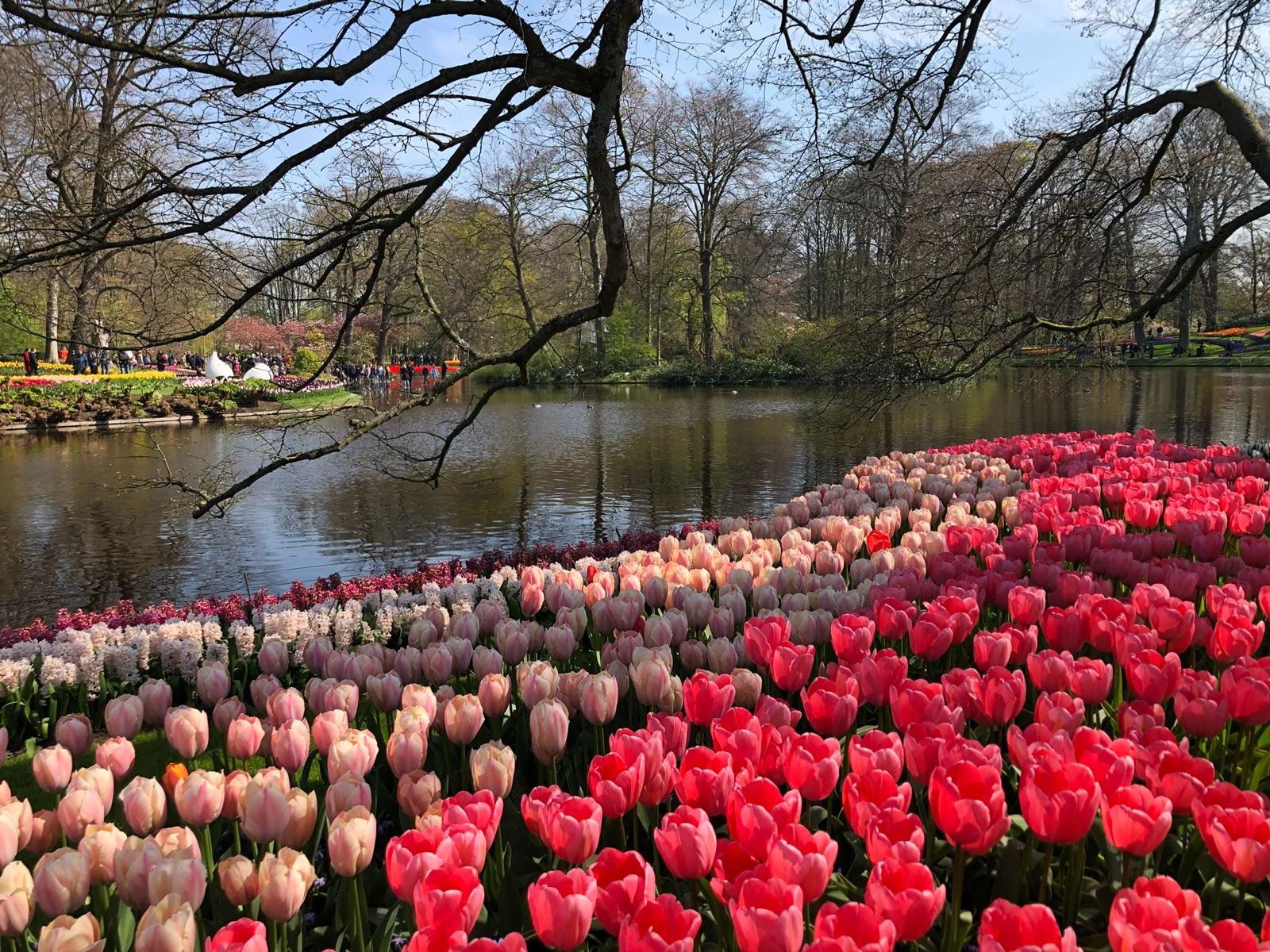 Голландия тюльпаны Кекенхоф