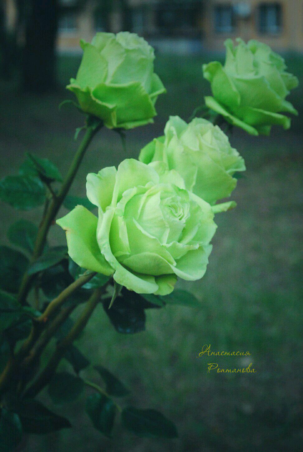 Цветы роза Лимбо