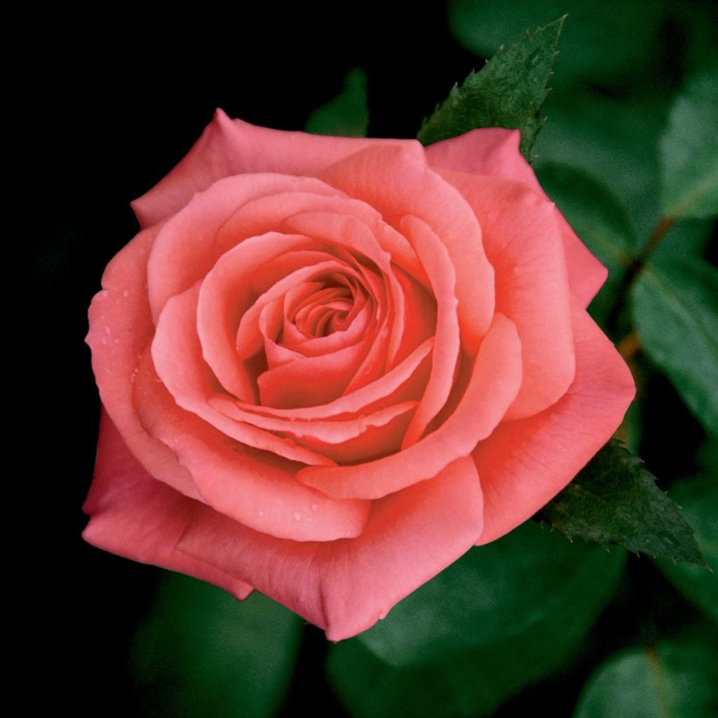 Чайно-гибридная роза лососево-розовая