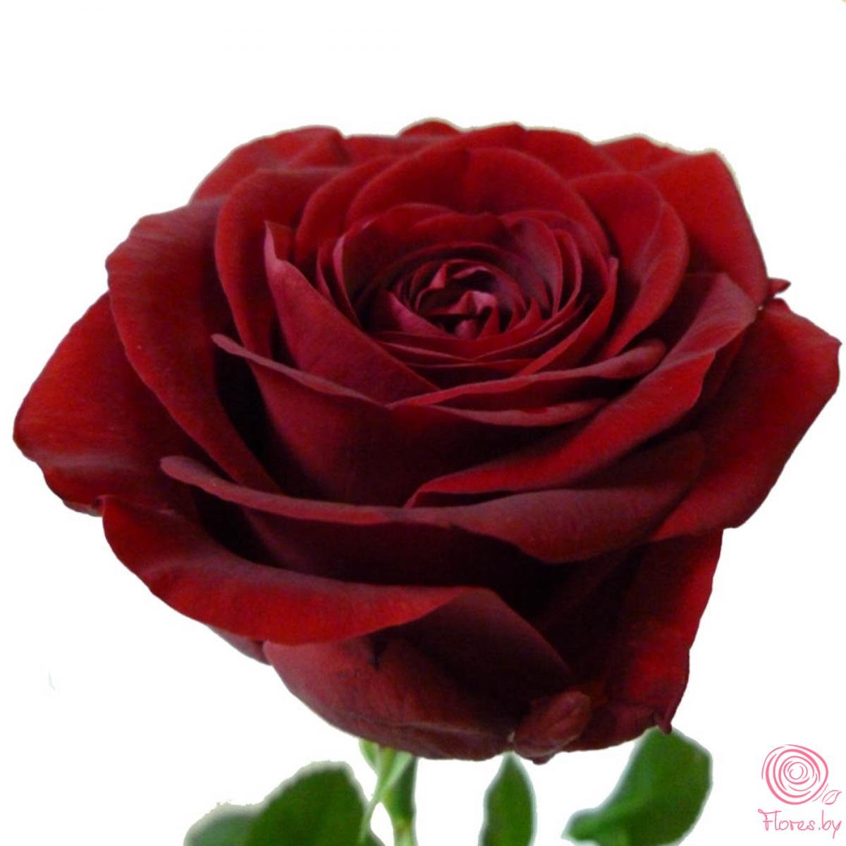 Ред Наоми Red Naomi роза