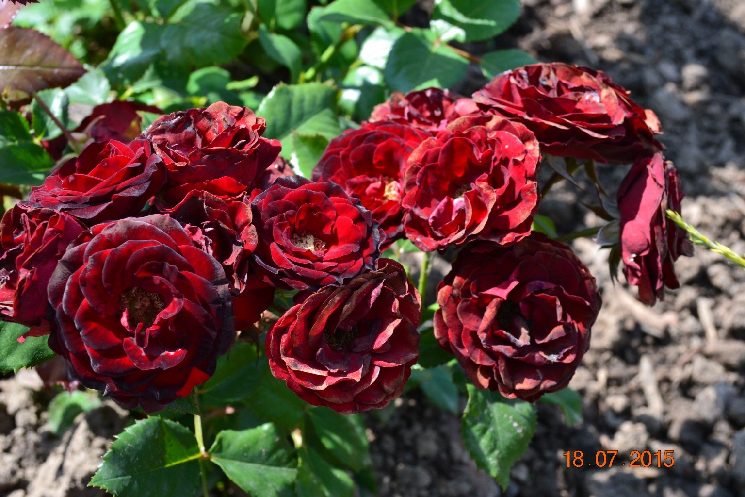 Ред Сенсейшн (Red Sensation) роза