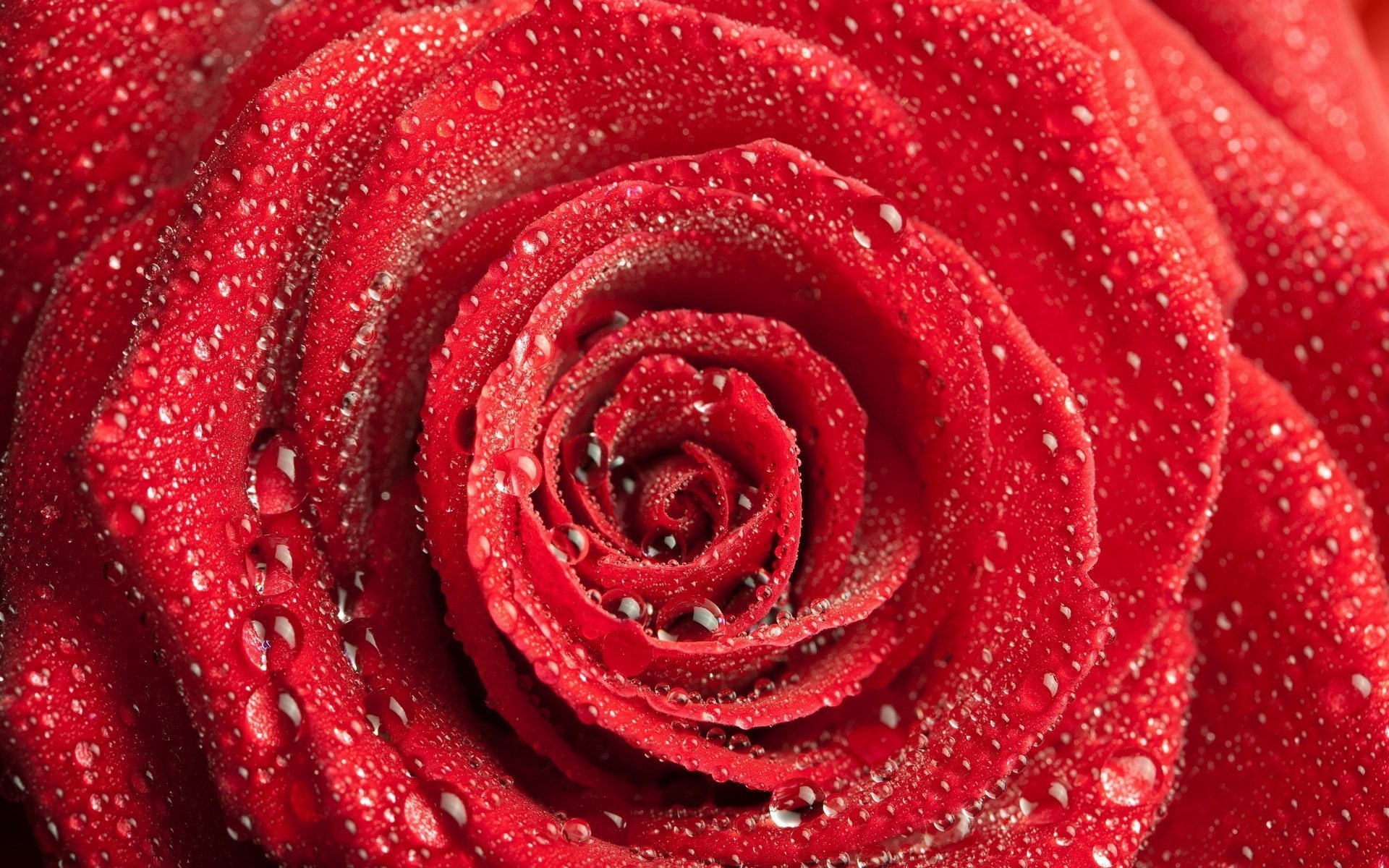 Красная роза с каплями