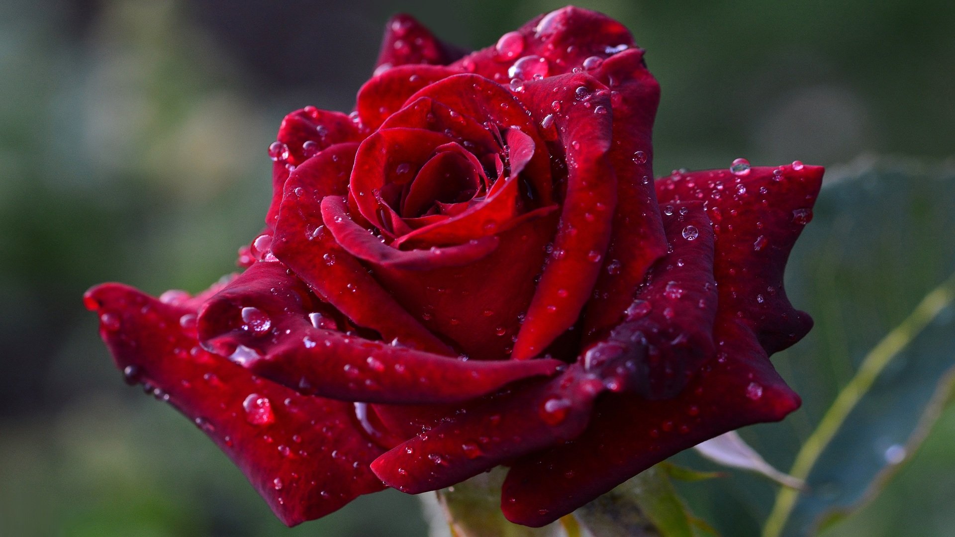 Фото красивой розы в росе