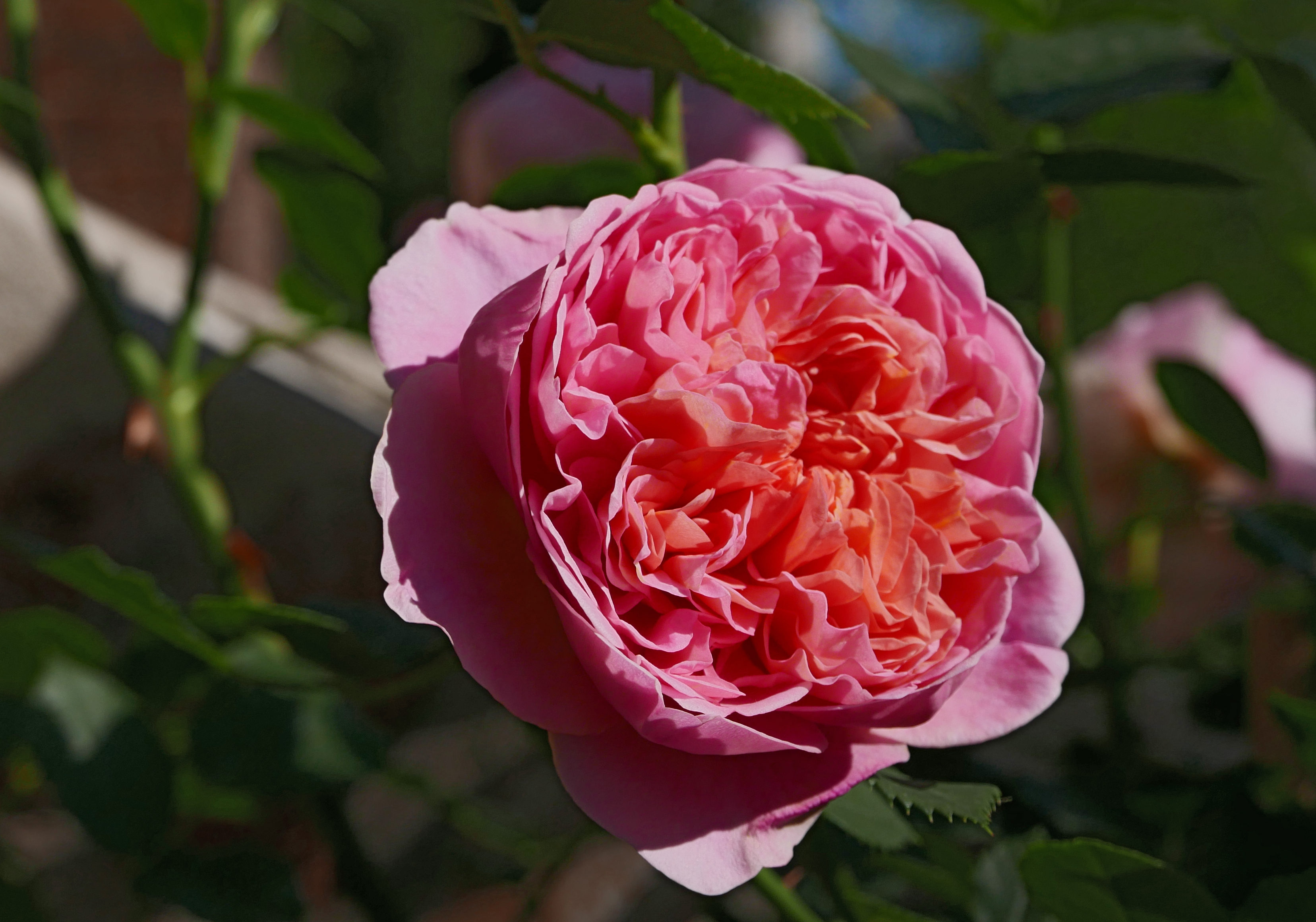 Английская роза боскобель фото и описание