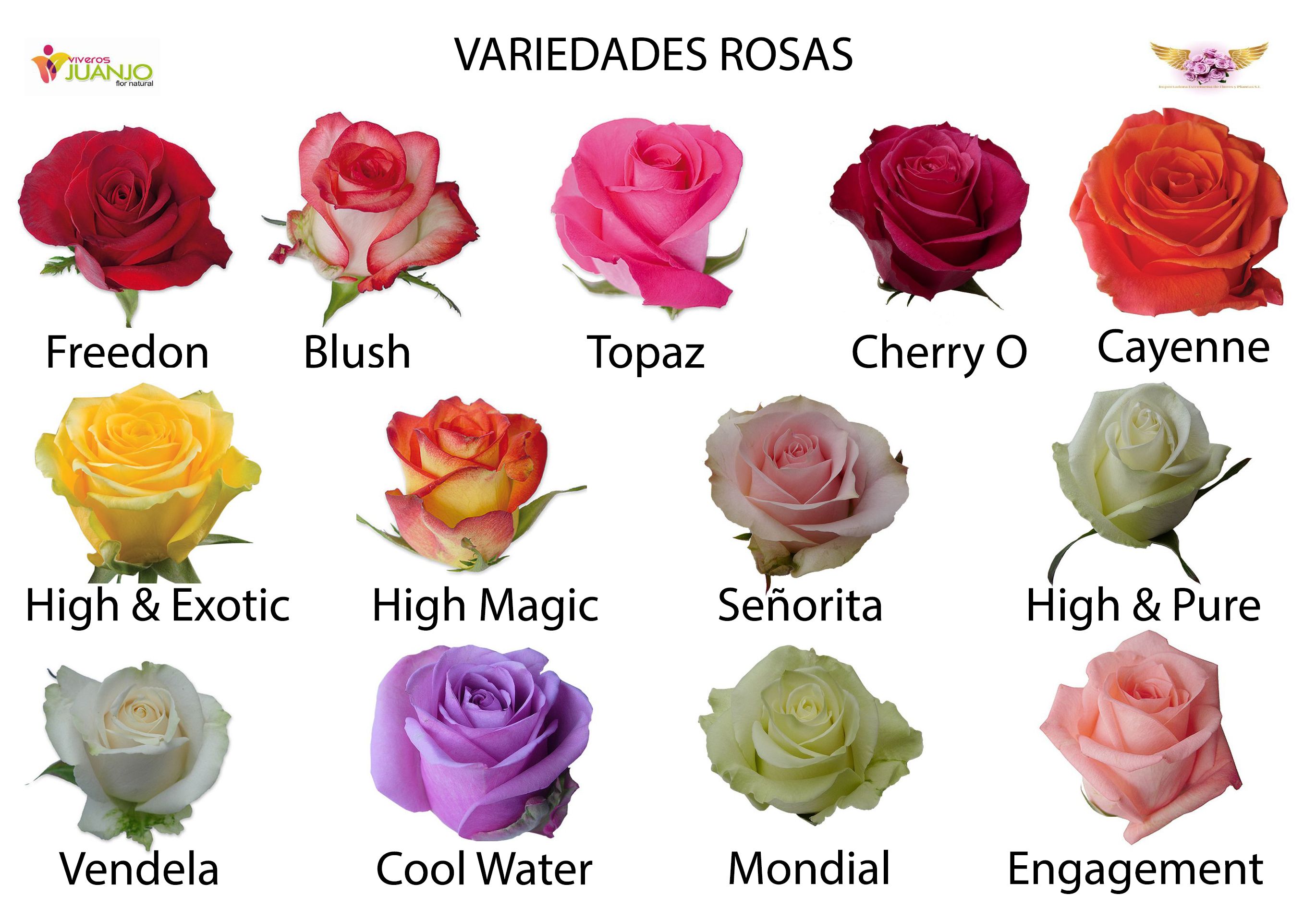 роза сорт эквадор описание