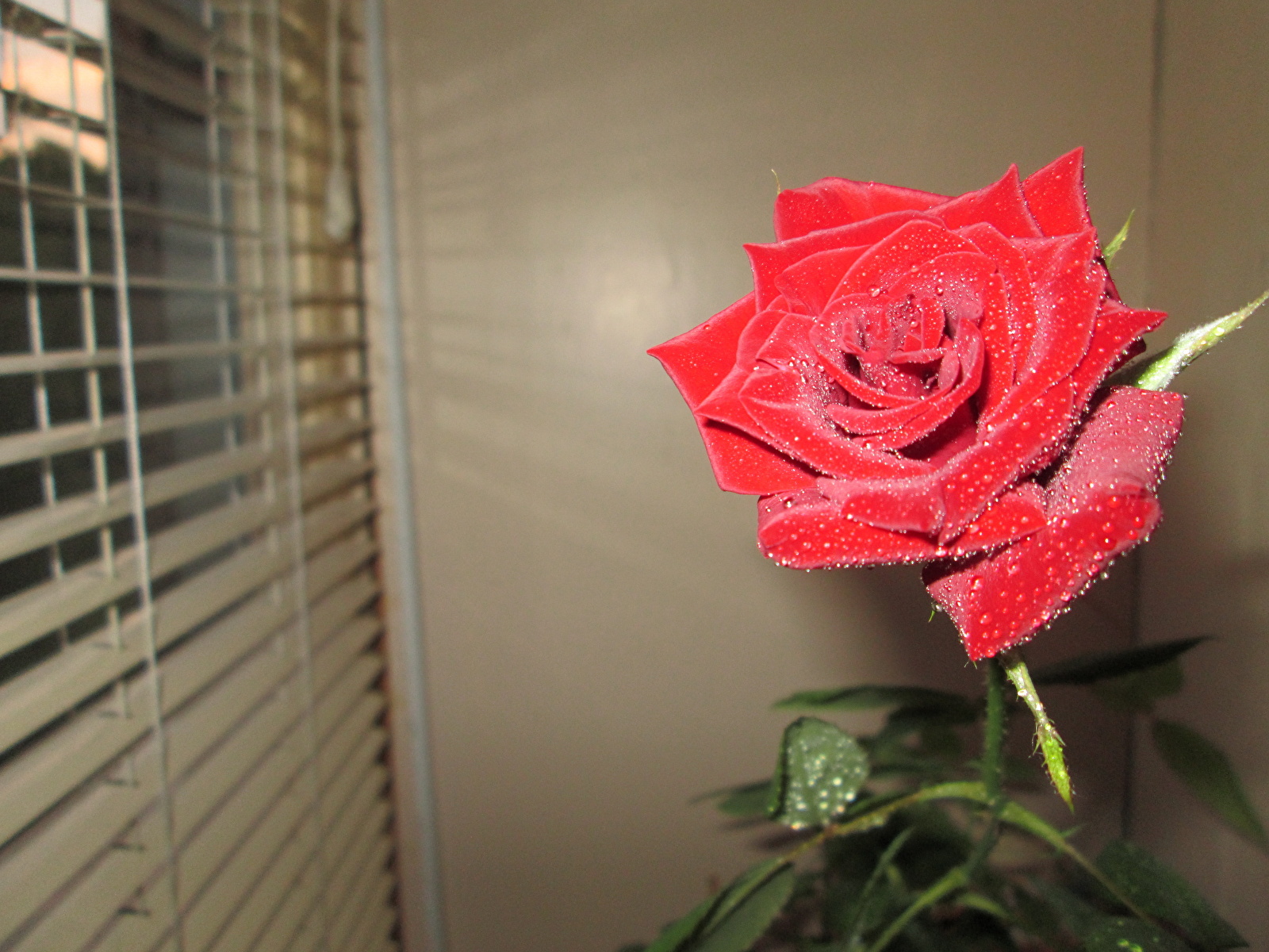 Букет роз у окна с жалюзи