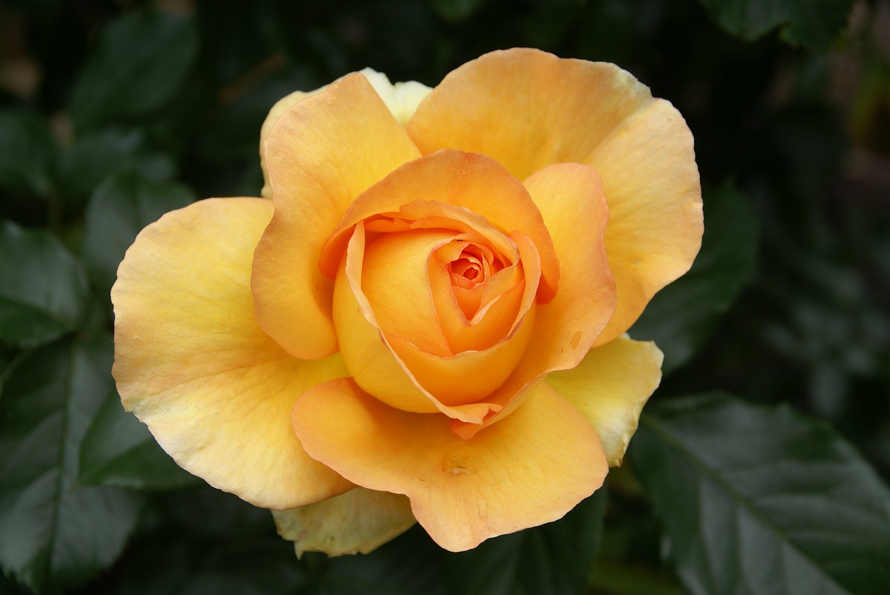 Роза Абрикосовая флорибунда