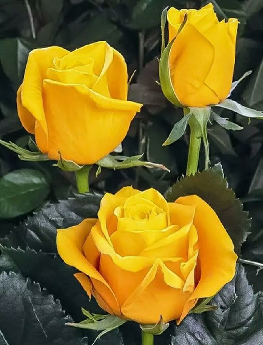 сорта роз из голландии