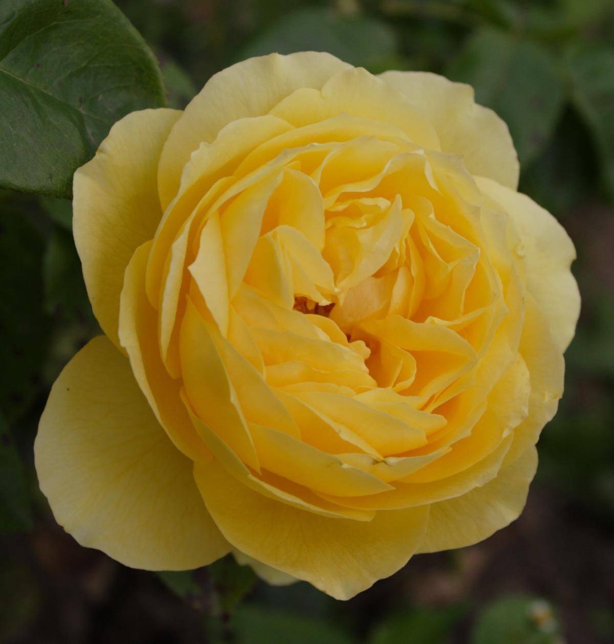 Желтые английские розы. Сорта желтых роз чайно гибридных.