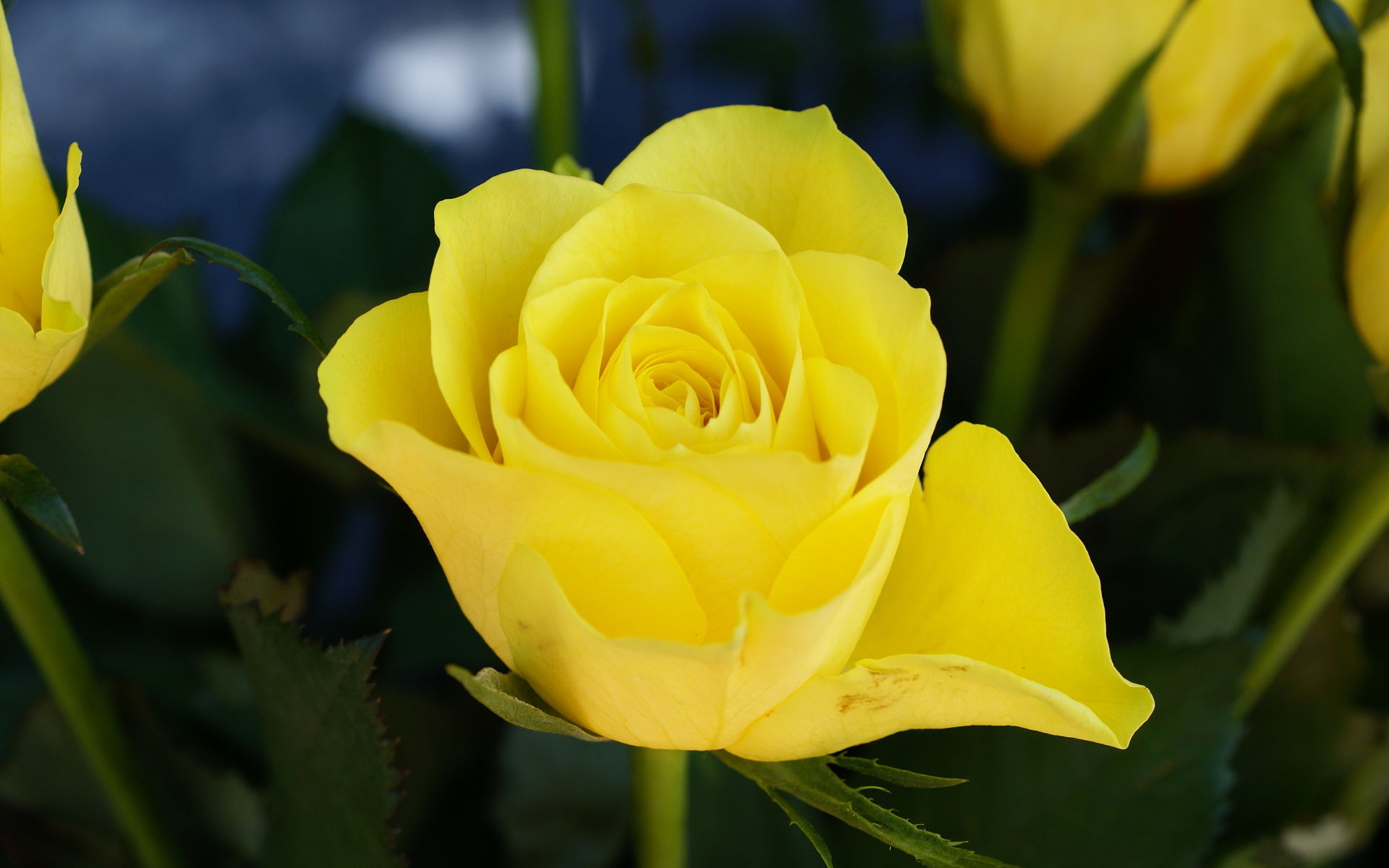 Чайно гибридная роза желтая магия фото